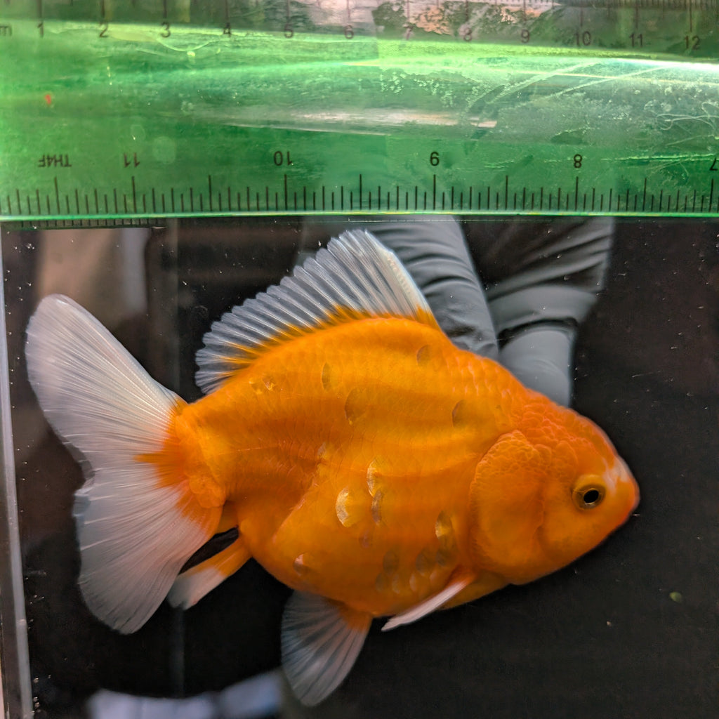 Jumbo Oranda Yuan Bao Sakura   4"-4.5"in. ID#807SB13A-006 Please See Notes.