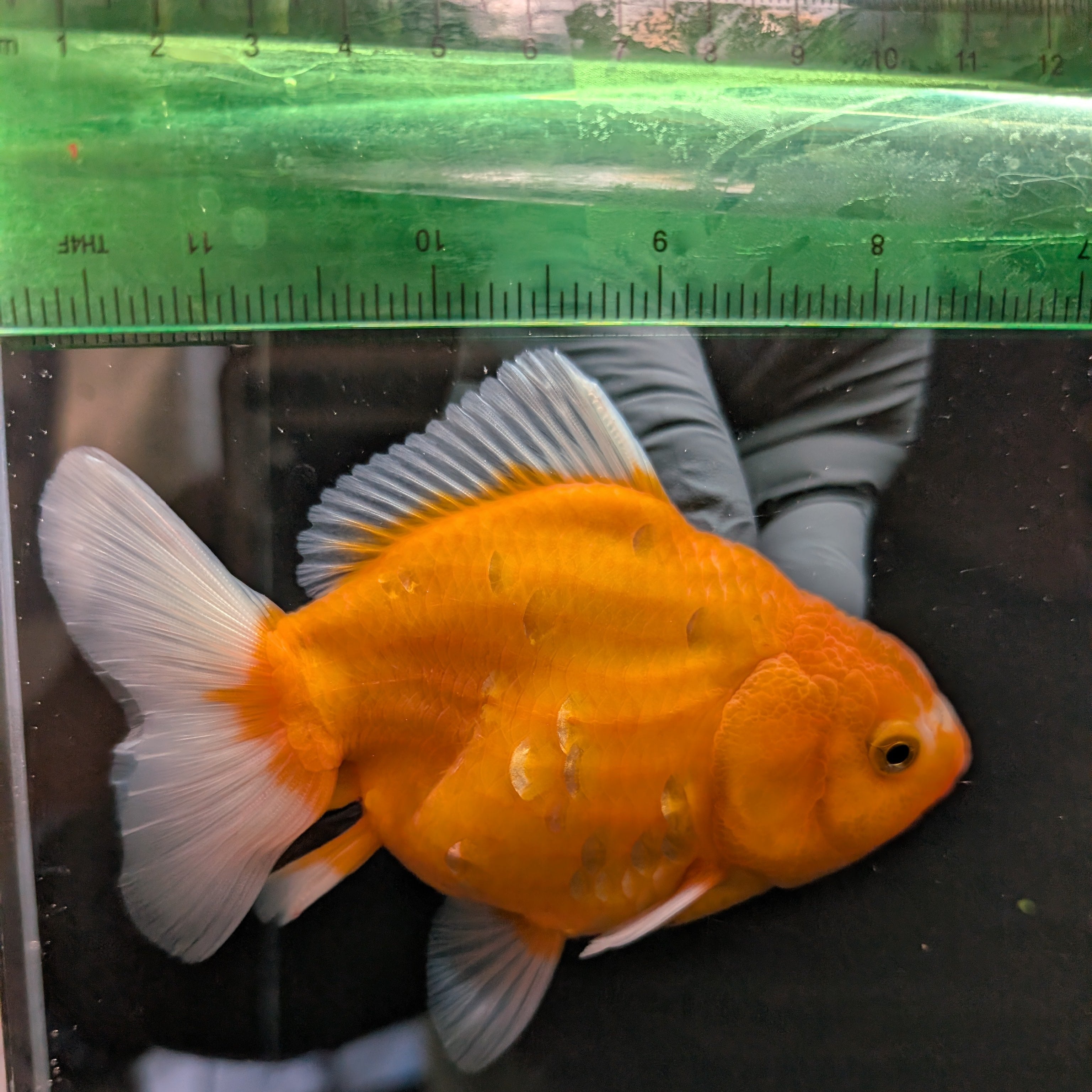 Jumbo Oranda Yuan Bao Sakura   4"-4.5"in. ID#807SB13A-006 Please See Notes.