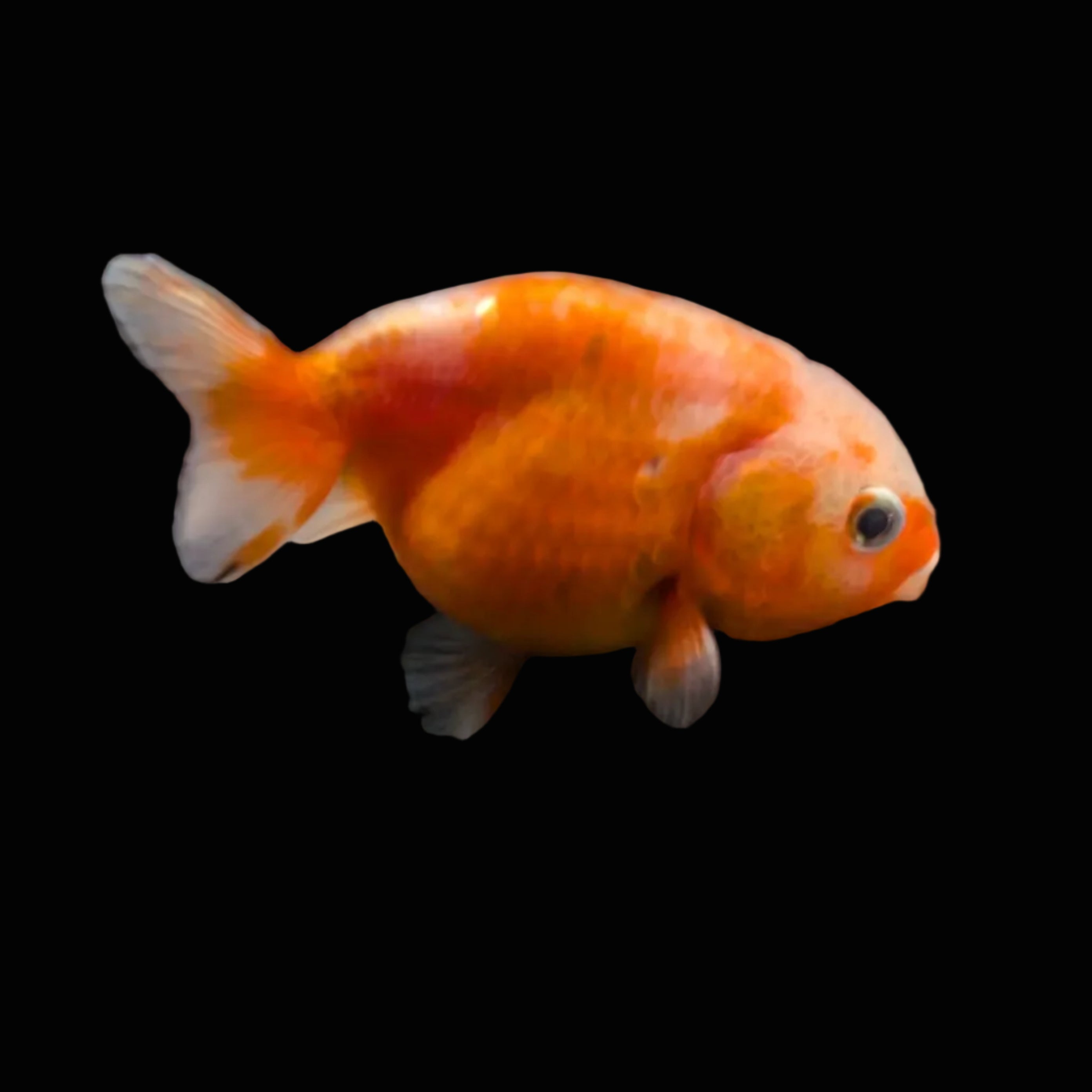 Ranchu Sakura 2.5"-3" in. ID#612R4A-091