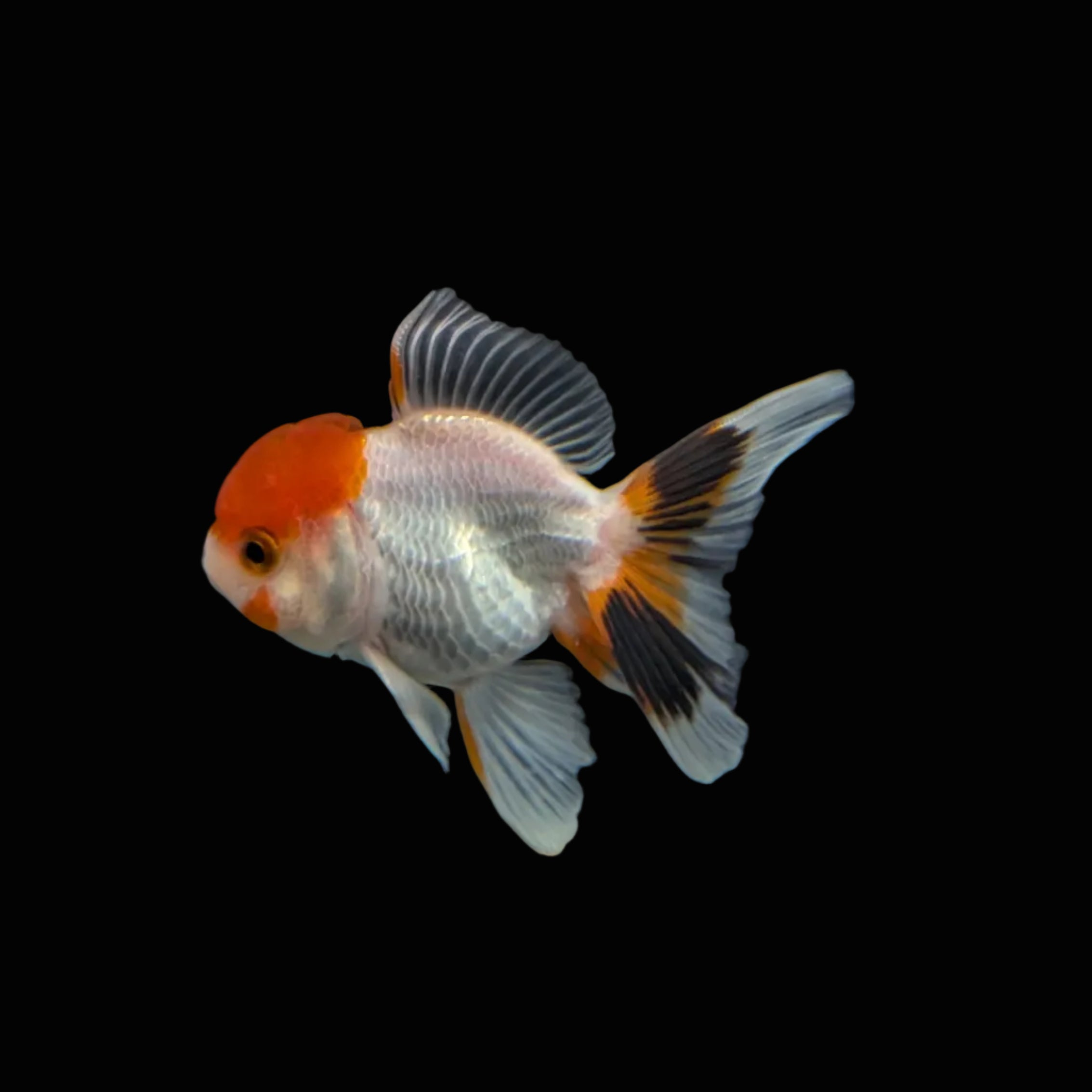 Juvenile Oranda Red Cap 3.5"-4" in.  ID#320T13b-005
