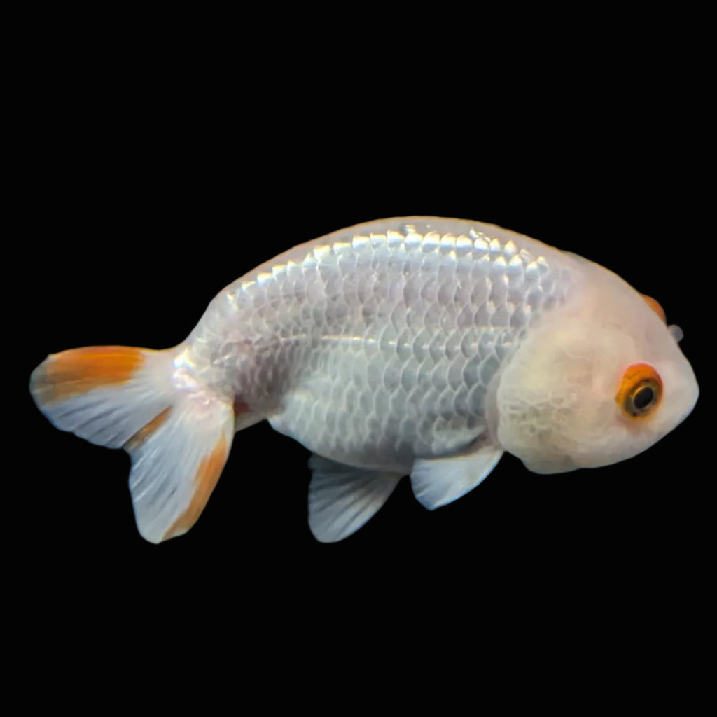 Ranchu Red White 3.5"-4"in. ID#821R4A-052