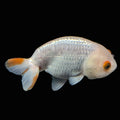 Ranchu Red White 3.5"-4"in. ID#821R4A-052