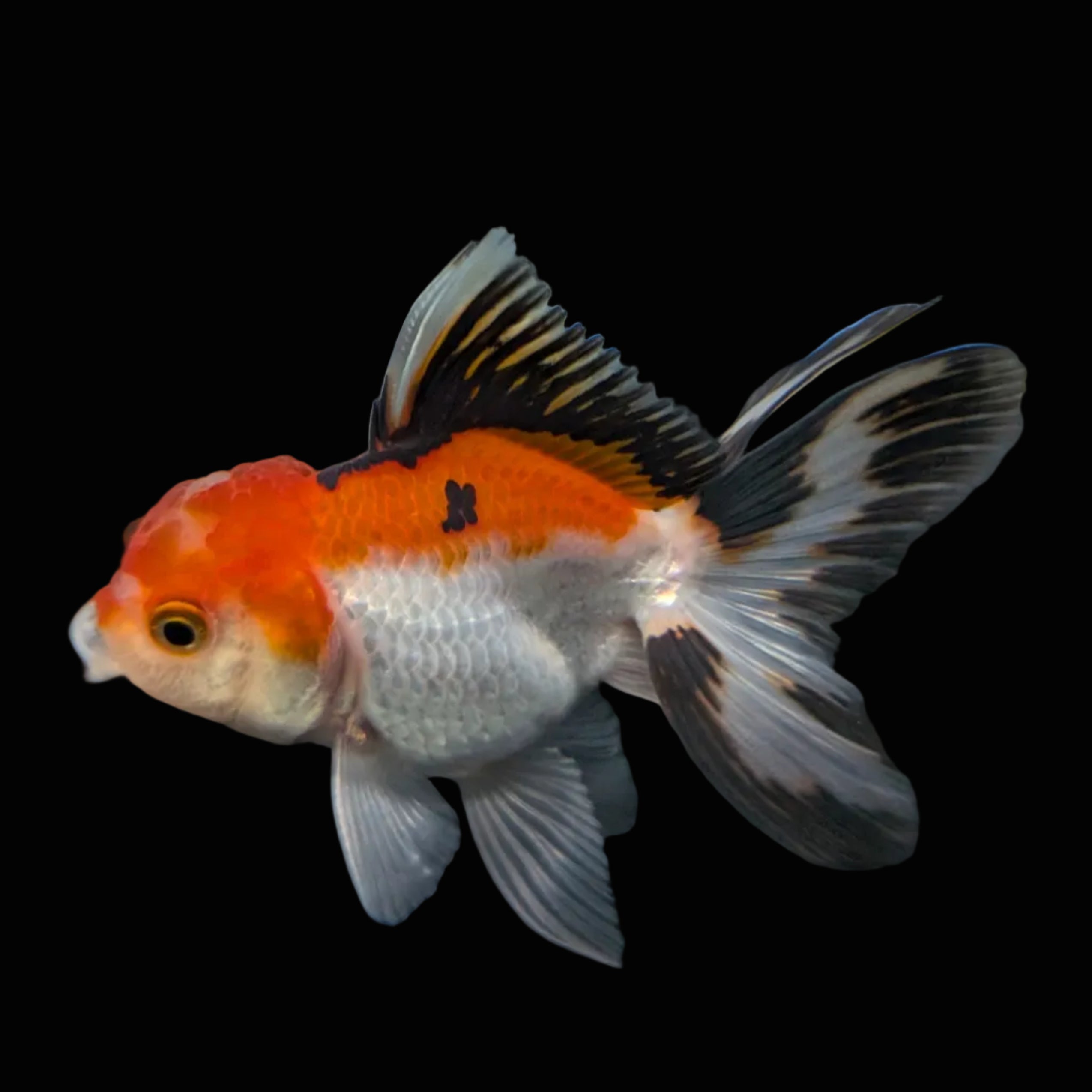 Juvenile Thai Oranda Tricolor 3"in.  ID#821T1A-021