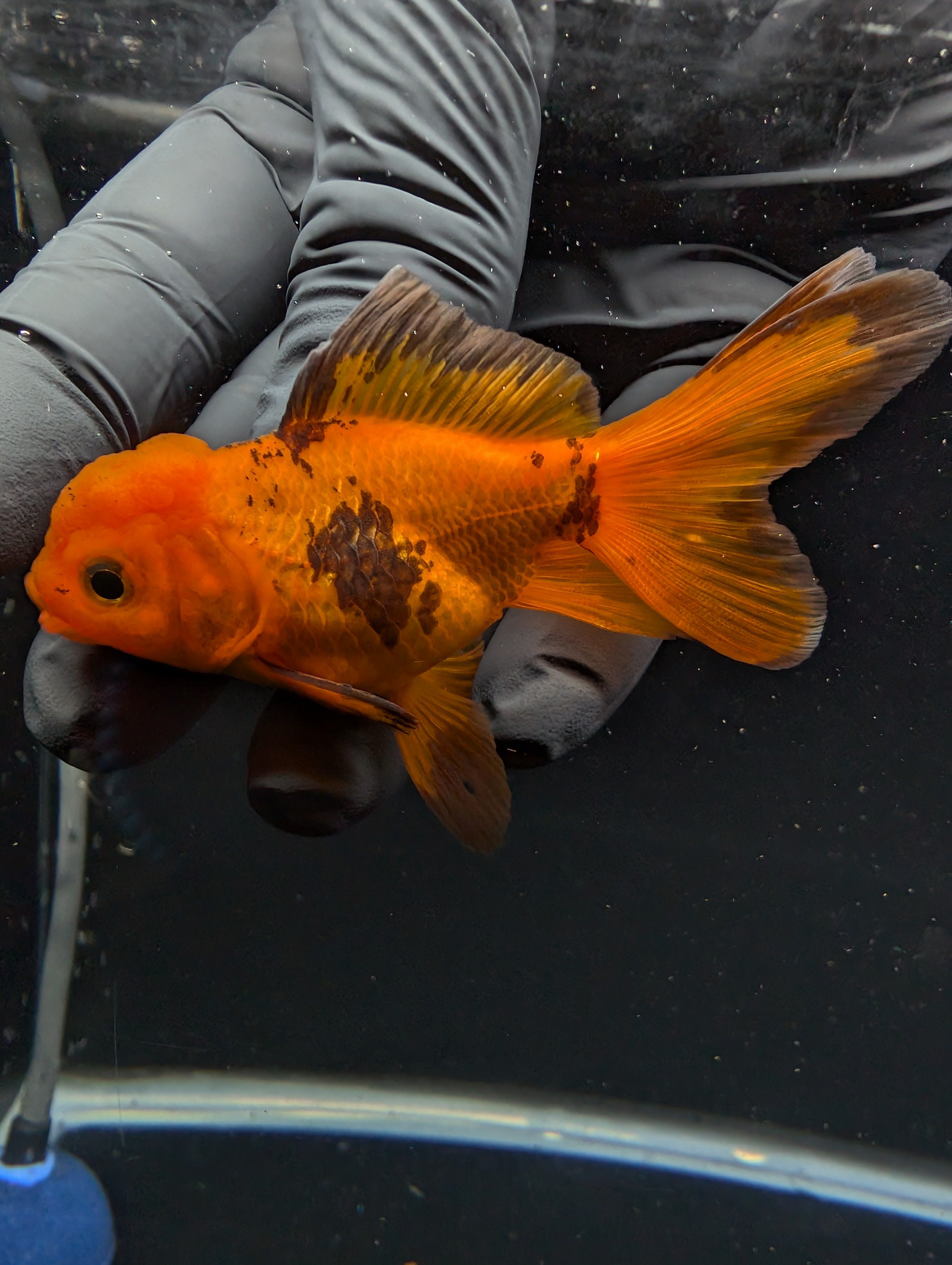 Juvenile Oranda Red Black 3"-3.5"in.  ID#529T1A-051