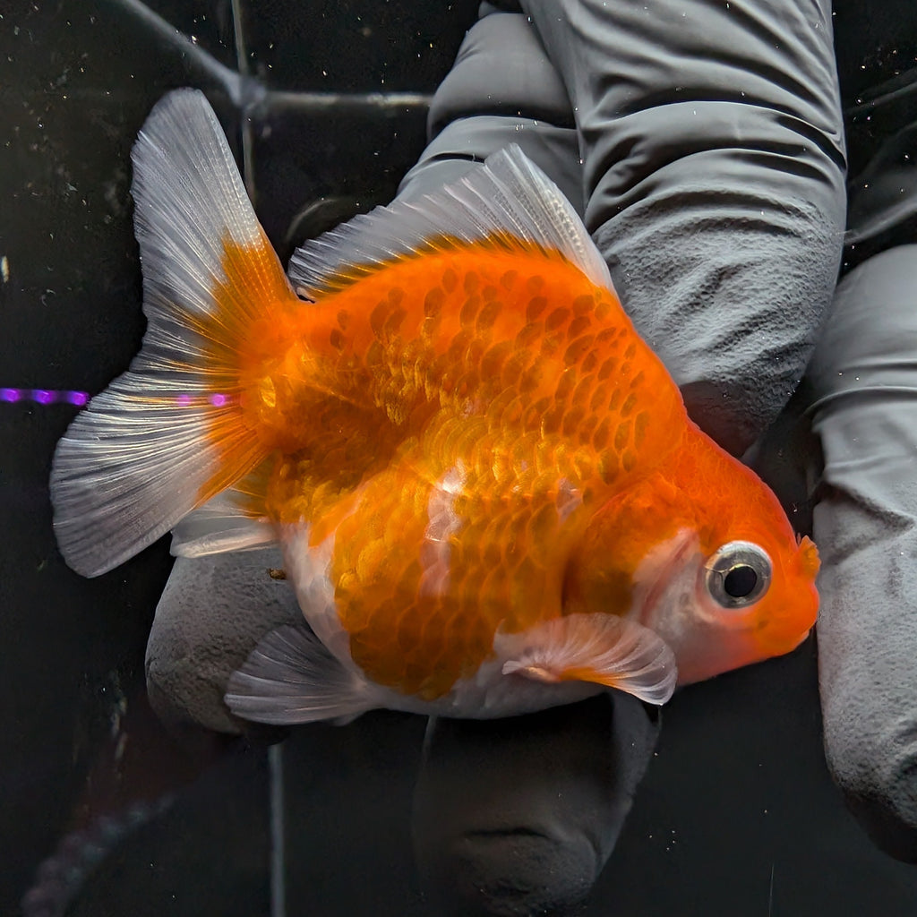 Baby Thai Shogun Oranda Red White 2"-2.5" in. ID#1016BSG11A-006