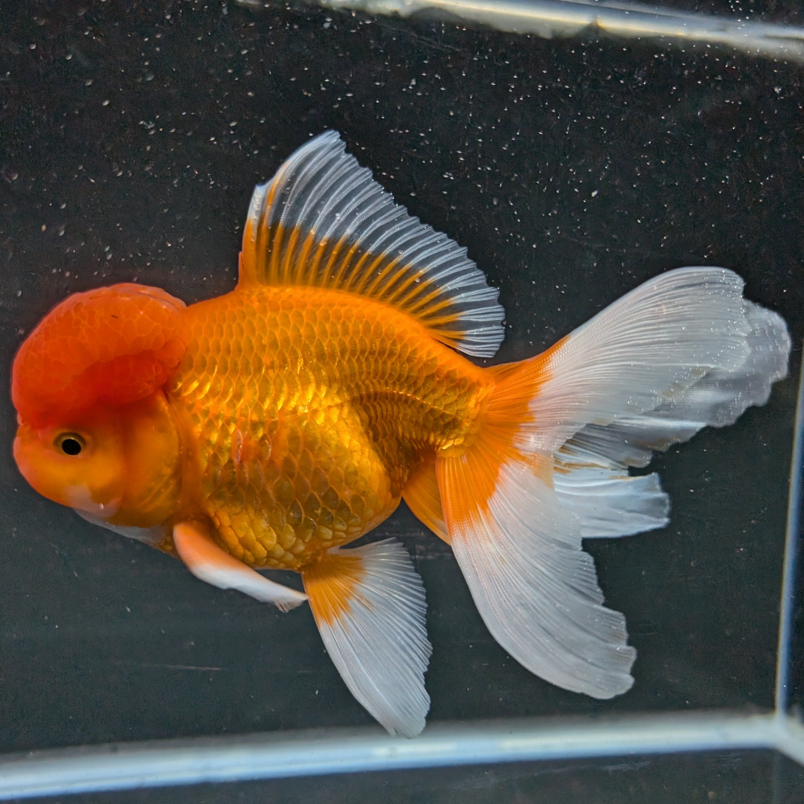 Jumbo Oranda Red White 6.5"-7"in.  ID#515T5B-001