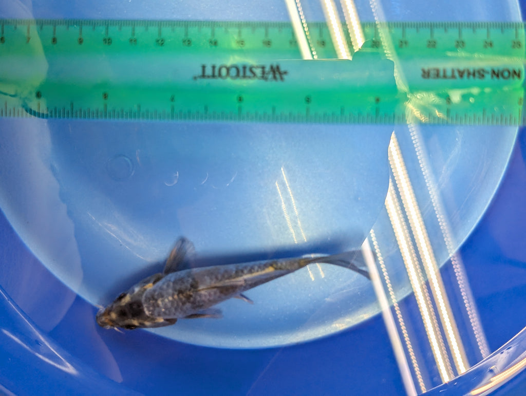 Kawari Koi  4"in. ID#806BFK-022