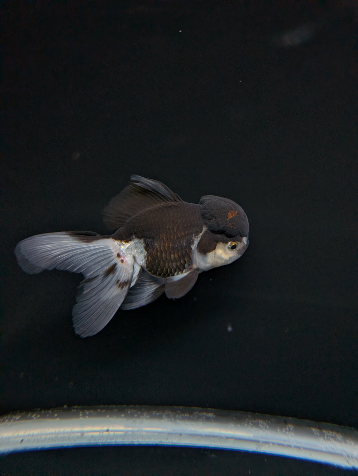 Thai Oranda Panda 4"-4.5"in.  ID#1023T1A-024