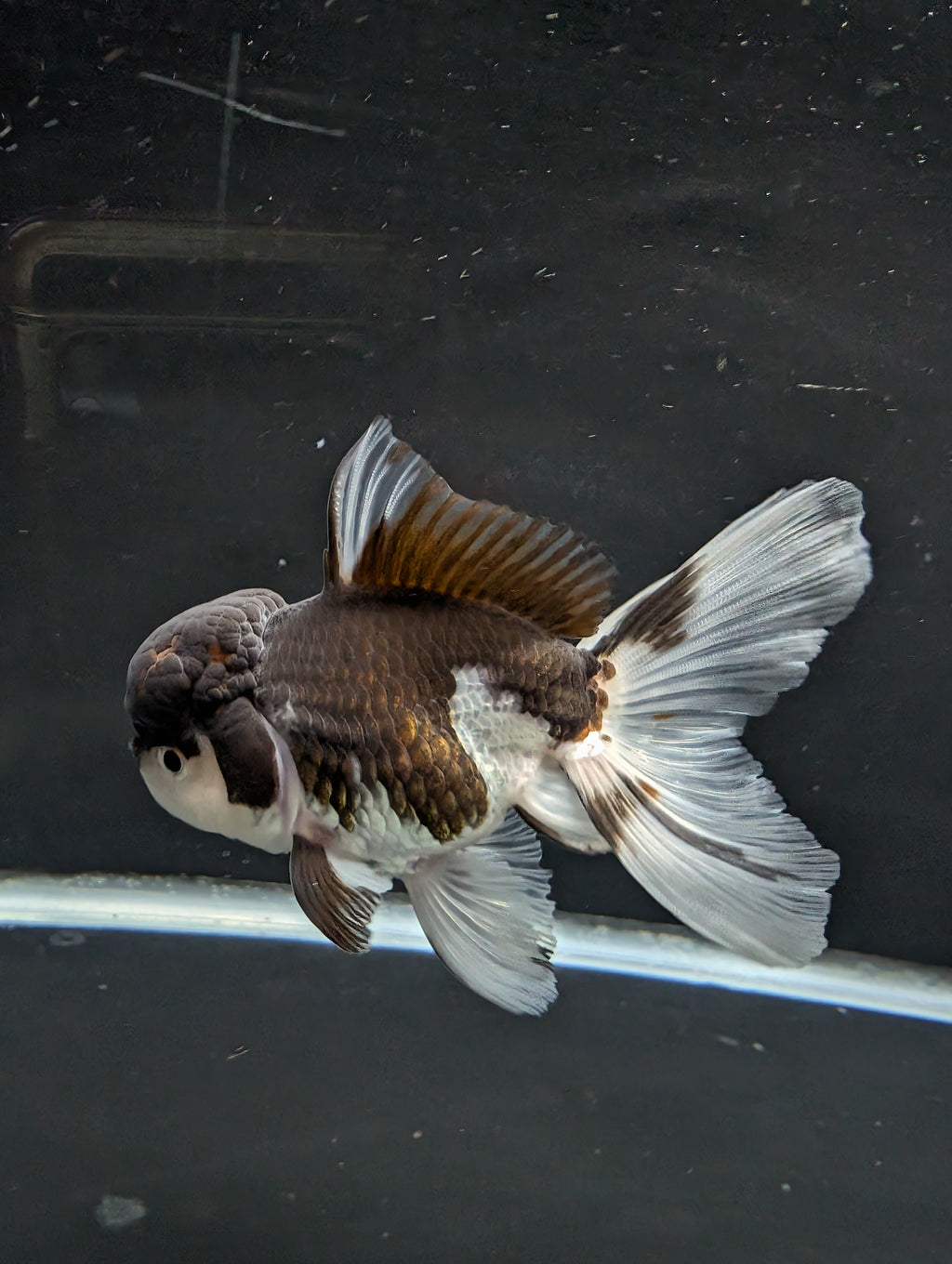 Thai Oranda Panda 4"-4.5"in.  ID#1023T1A-024