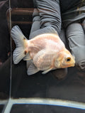 Baby Thai Shogun Oranda White 2"-2.5" in. ID#1023BSG11A-028