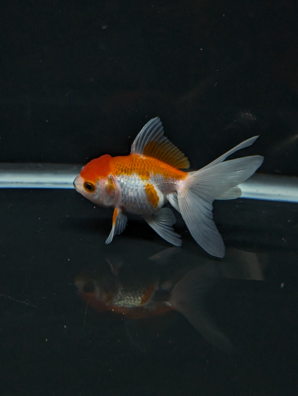 Juvenile Oranda  Red White 3"-3.5"in.  ID#619T1A-003