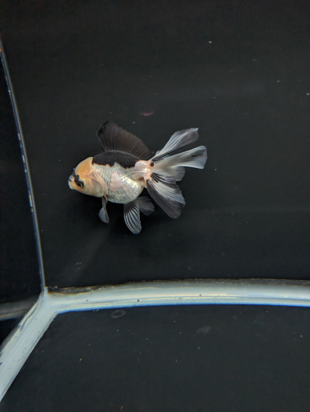 Juvenile Thai Oranda Panda 3"in.  ID#814T1A-007 Please See Notes.