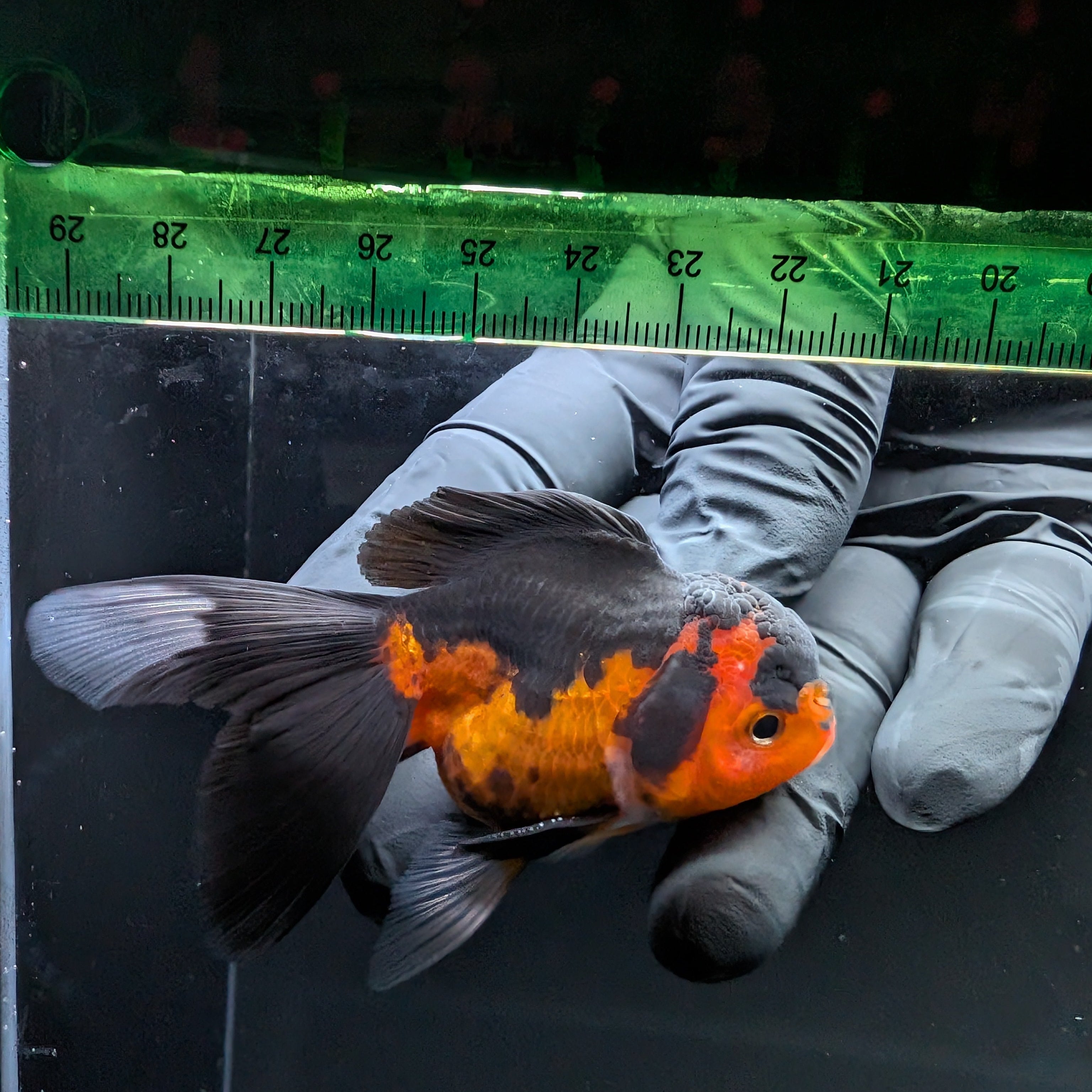 Thai Juvenile Oranda Tricolor 3"-3.5" in.  ID#703T1A-0011