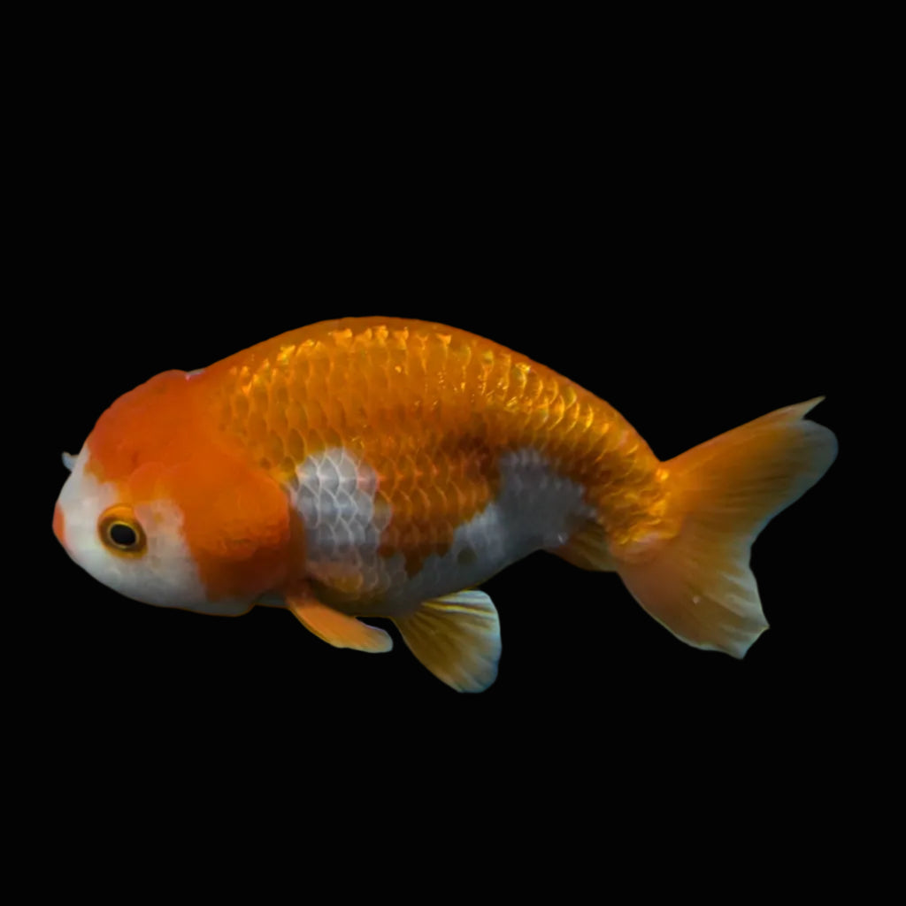 Ranchu Red White 3.5"-4"in. ID#821R4A-053