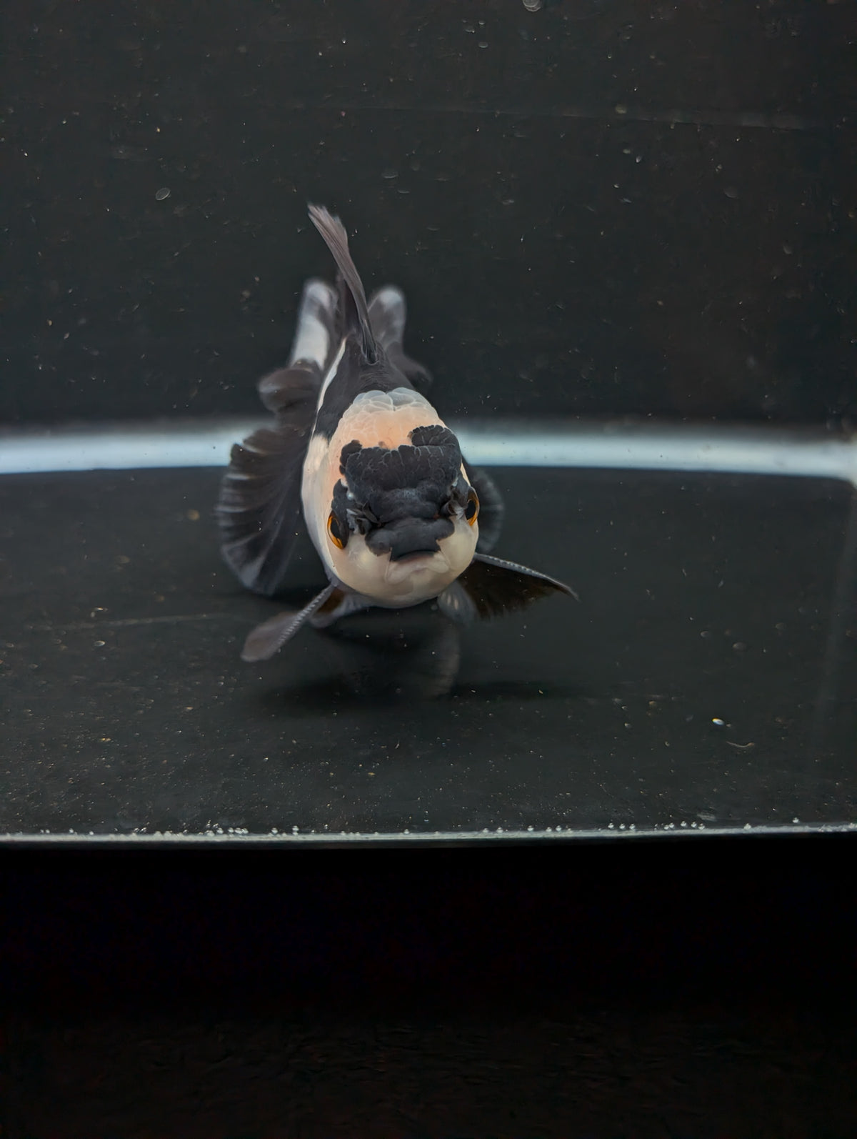 Thai Oranda Panda 4"-4.5"in.  ID#1016T1A-005