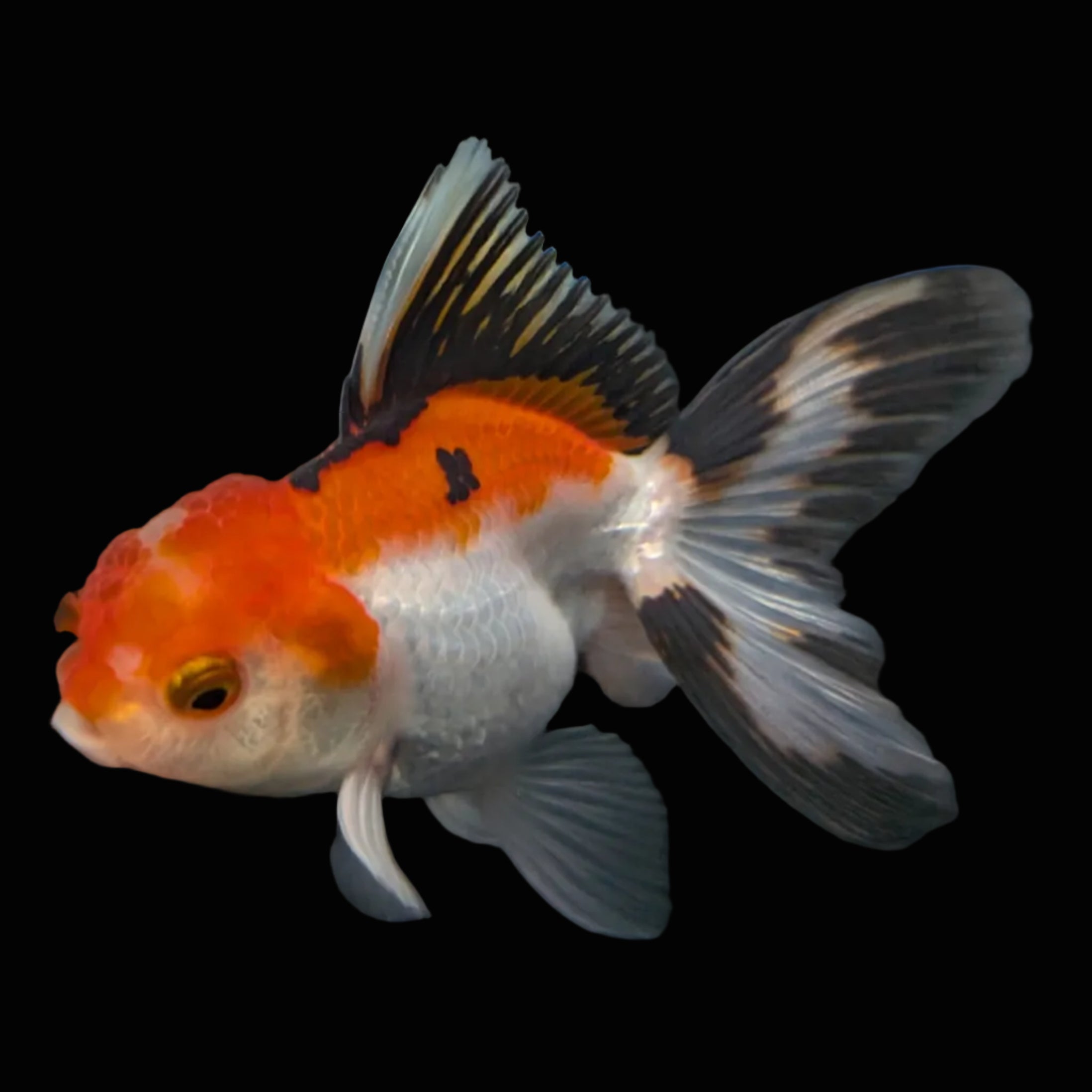 Juvenile Thai Oranda Tricolor 3"in.  ID#821T1A-021