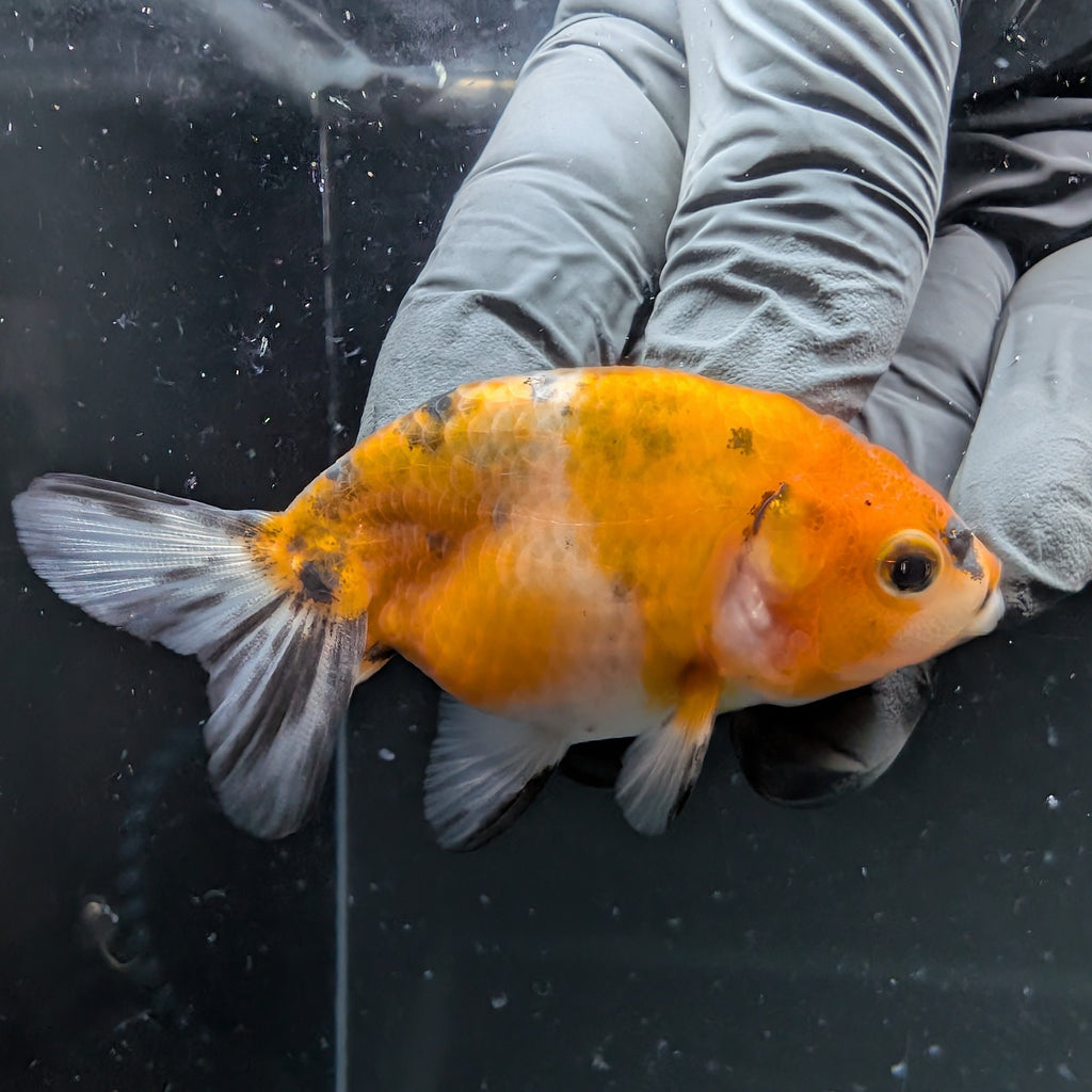 Ranchu Calico 2.5"-3" in. ID#724R4A-035