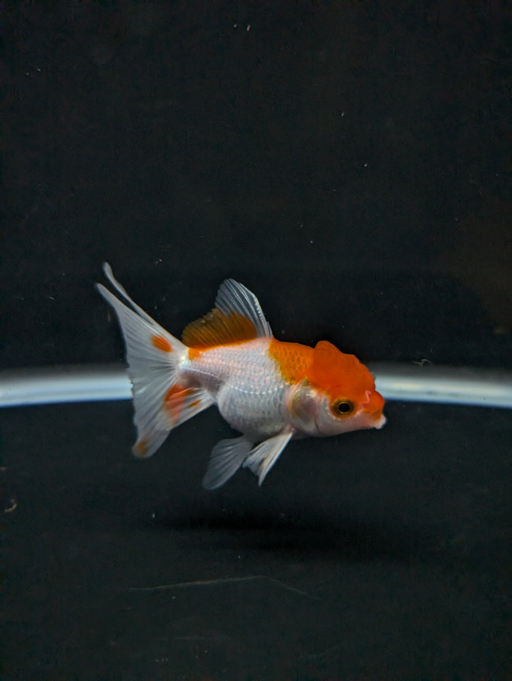 Juvenile Oranda  Red White 3"-3.5"in.  ID#619T1A-008
