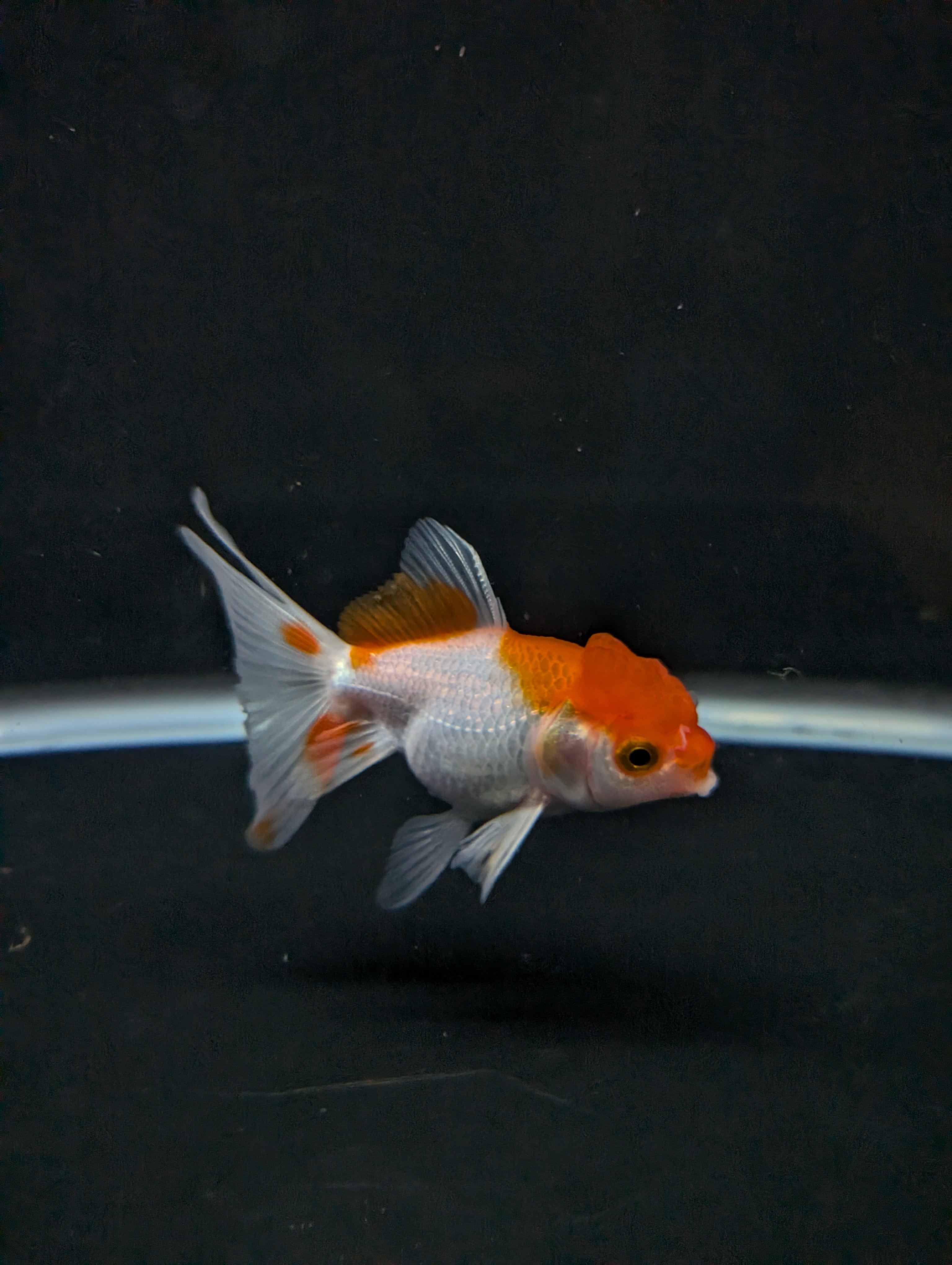 Juvenile Oranda  Red White 3"-3.5"in.  ID#619T1A-008