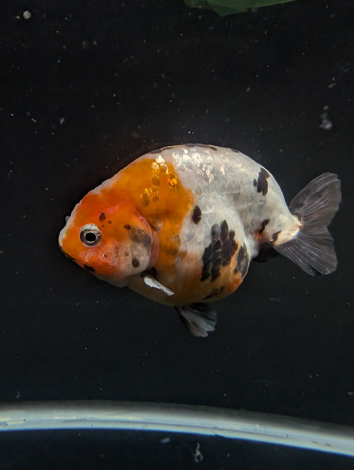 Jumbo Ranchu Milk Cow Calico 4"-4.5" in. ID#904R8A-004