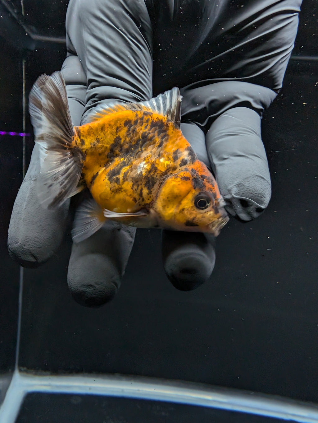 Baby Thai Shogun Oranda Tiger Calico 2"-2.5" in. ID#1016BSG11A-003