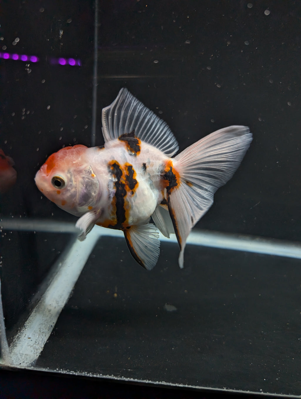 Thai Oranda White Tiger Calico 4"-4.5"in.  ID#1016T1A-002