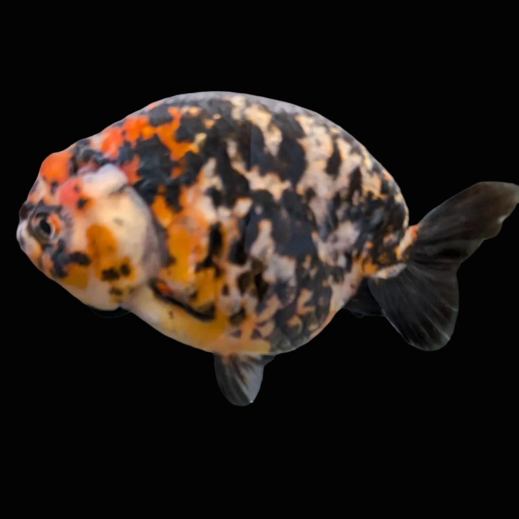Jumbo Ranchu Calico 4.5"-5" in. ID#1009R8A-053