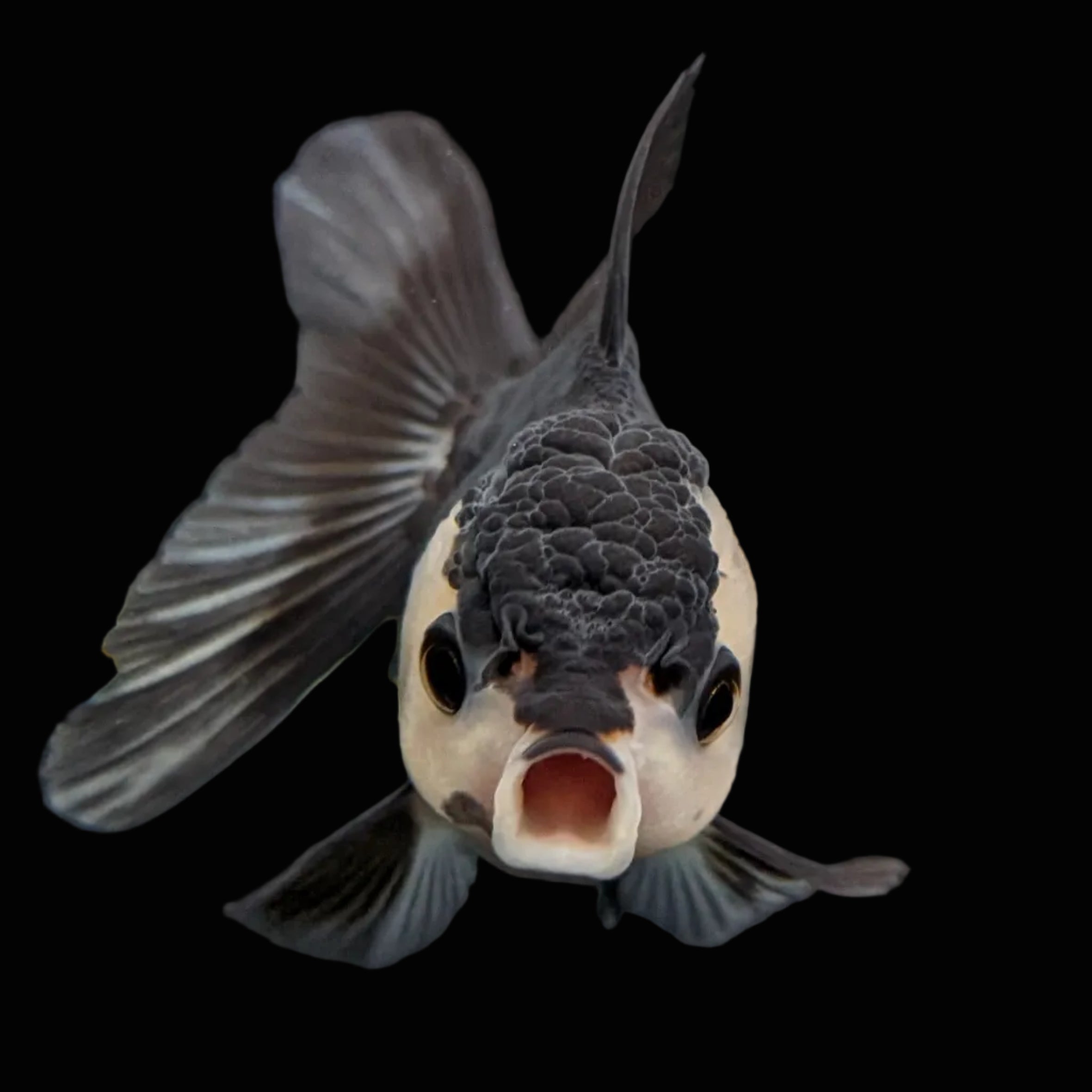 Thai Baby Oranda Panda 3"in.  ID#807T1A-003