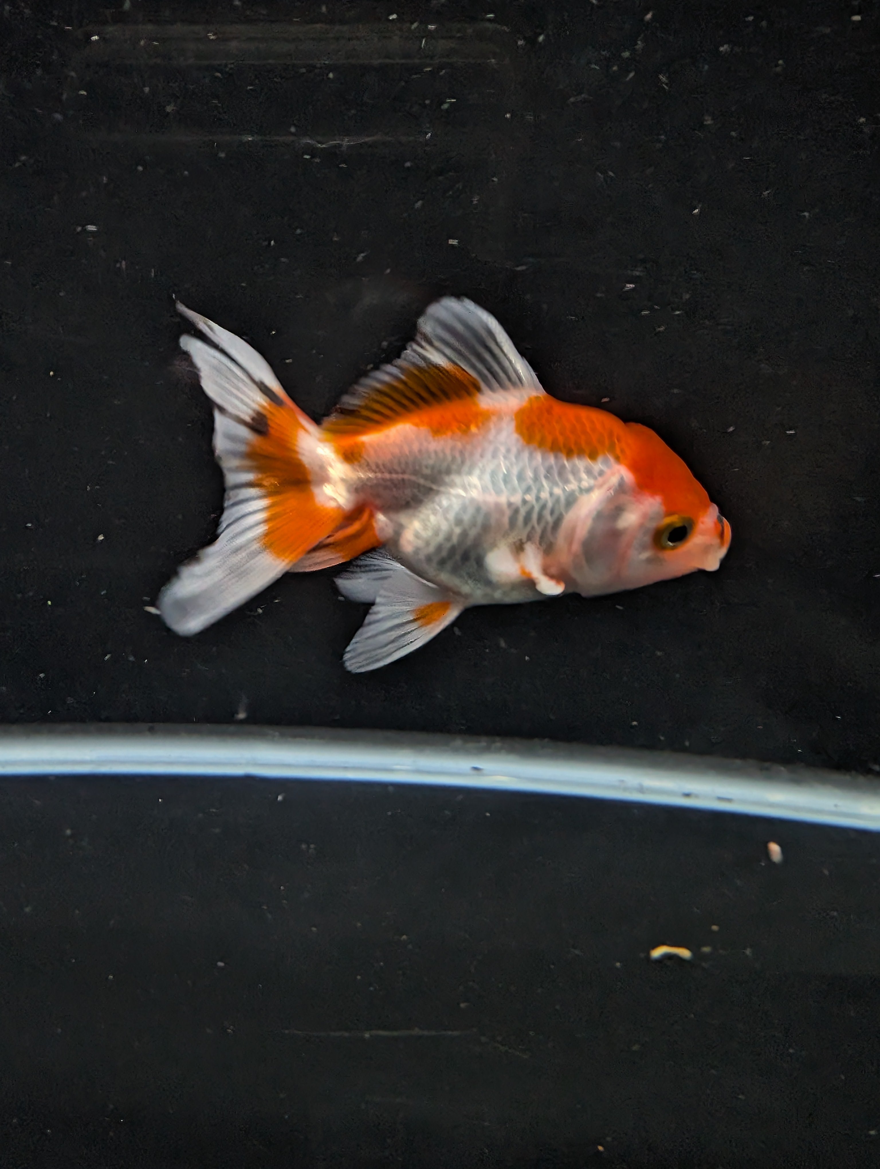 Juvenile Oranda  Red White 3"-3.5"in.  ID#619T1A-018