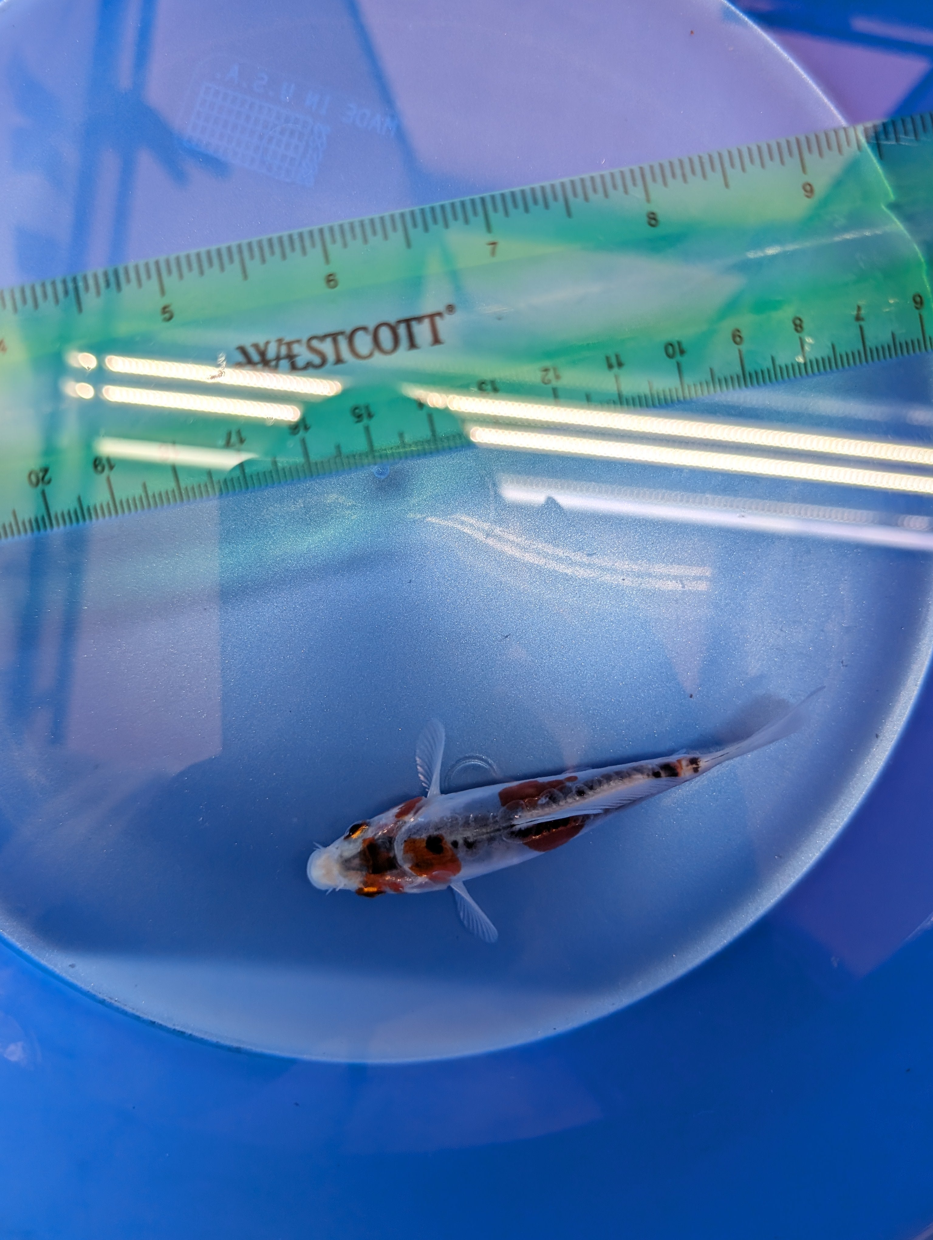Shusui Koi  4"in. ID#806BFK-015