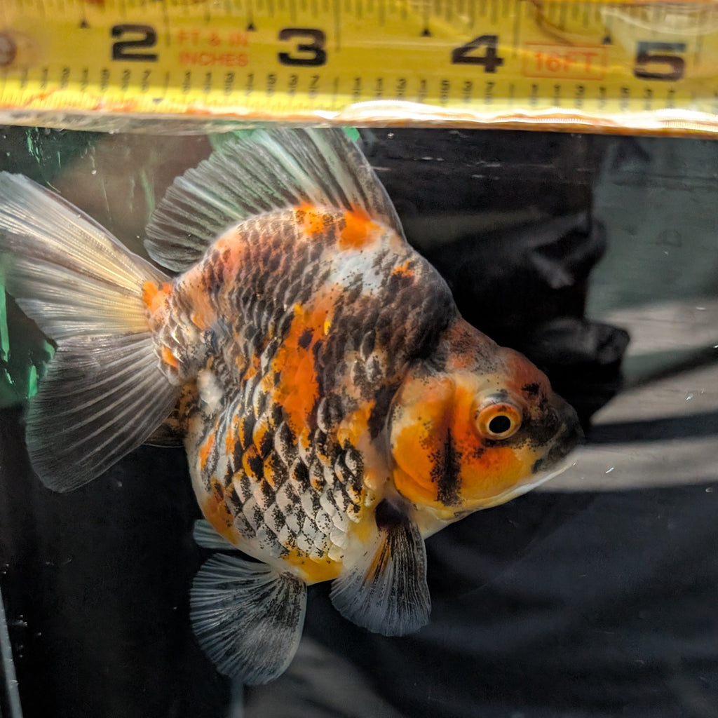Jumbo Ryukin Short Tail Kirin Calico 4"-4.5" in. ID#3204B-001