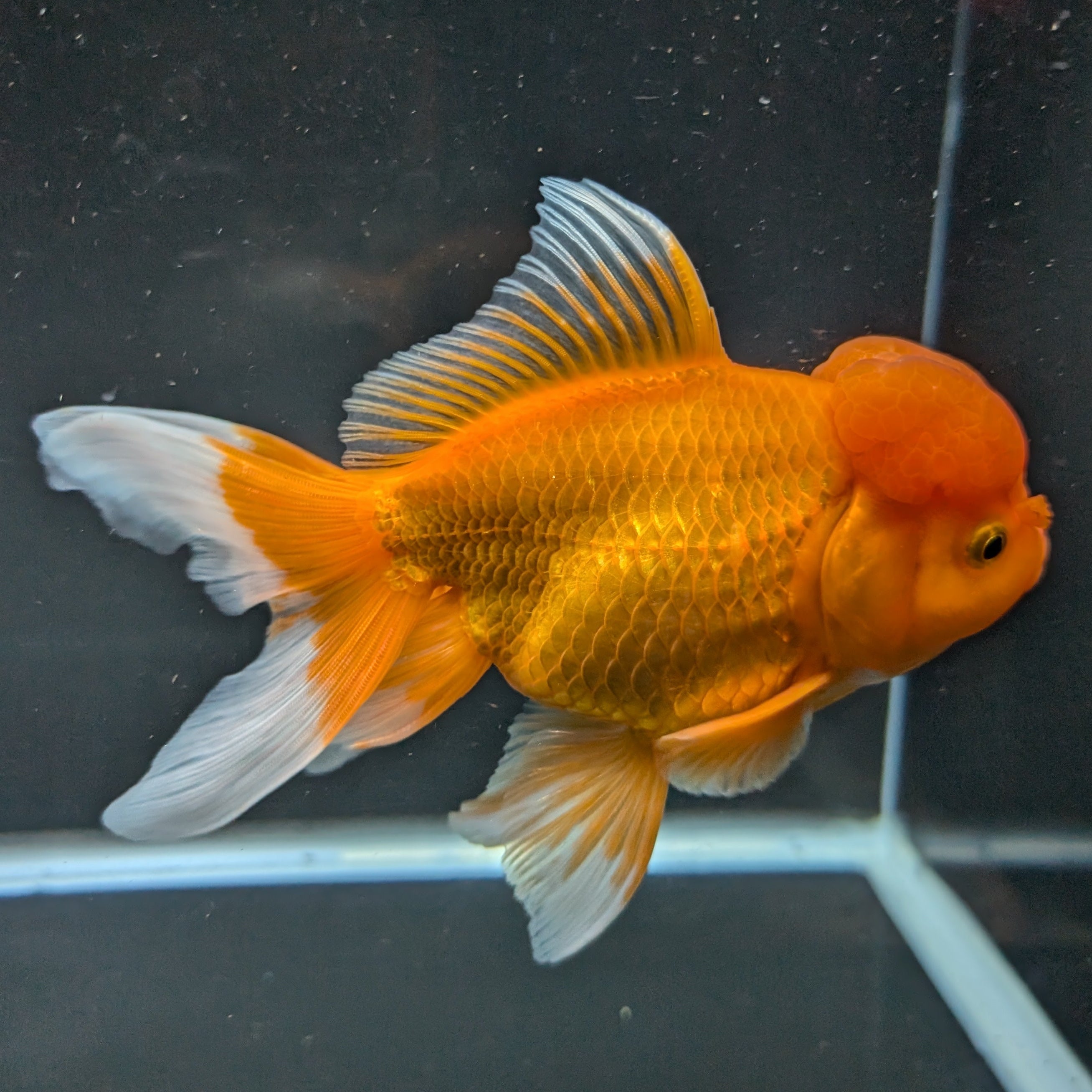 Jumbo Oranda Red White 6.5"-7"in.  ID#522T4B-002