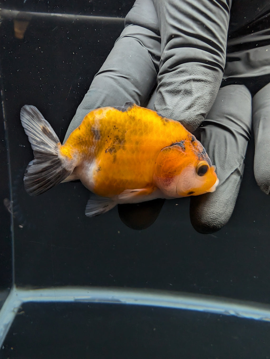 Ranchu Calico 2.5"-3" in. ID#717R4A-009