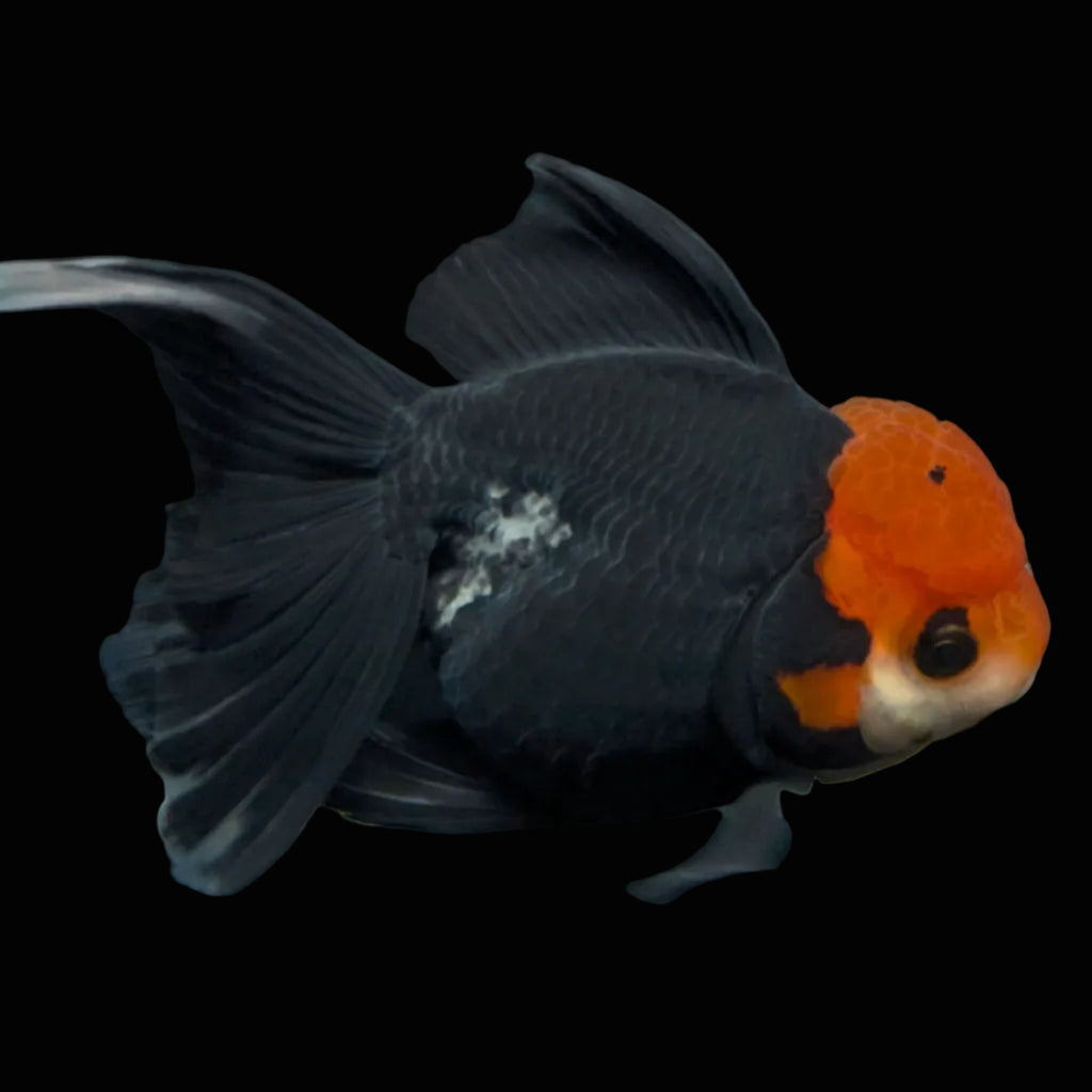 Thai Oranda Tricolor  4.5"-5"  ID#718T5B-004