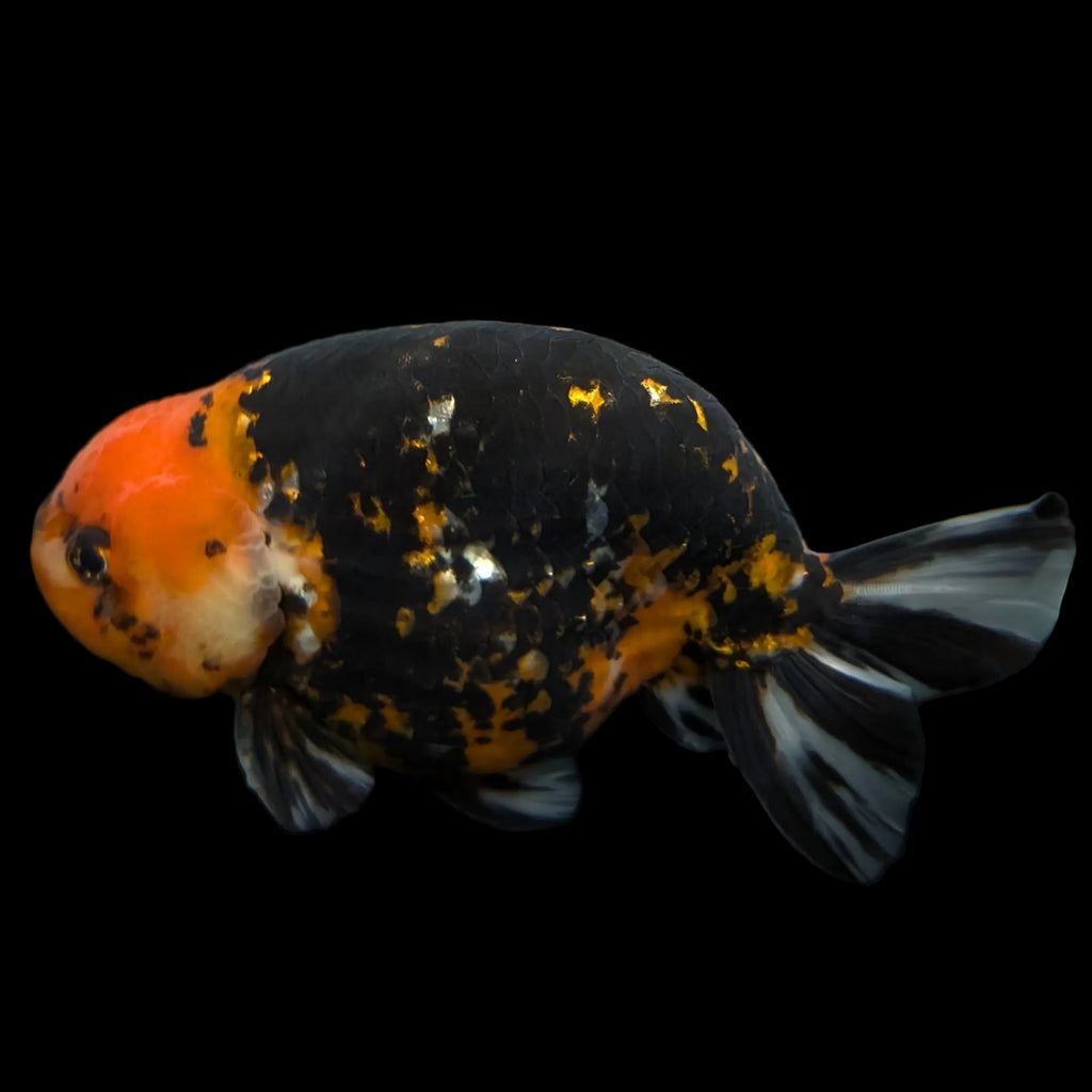 Jumbo Ranchu AA Grade *Special Color Calico 5.5"- 6"in. ID#116R4B-08