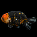 Jumbo Ranchu AA Grade *Special Color Calico 5.5"- 6"in. ID#116R4B-08