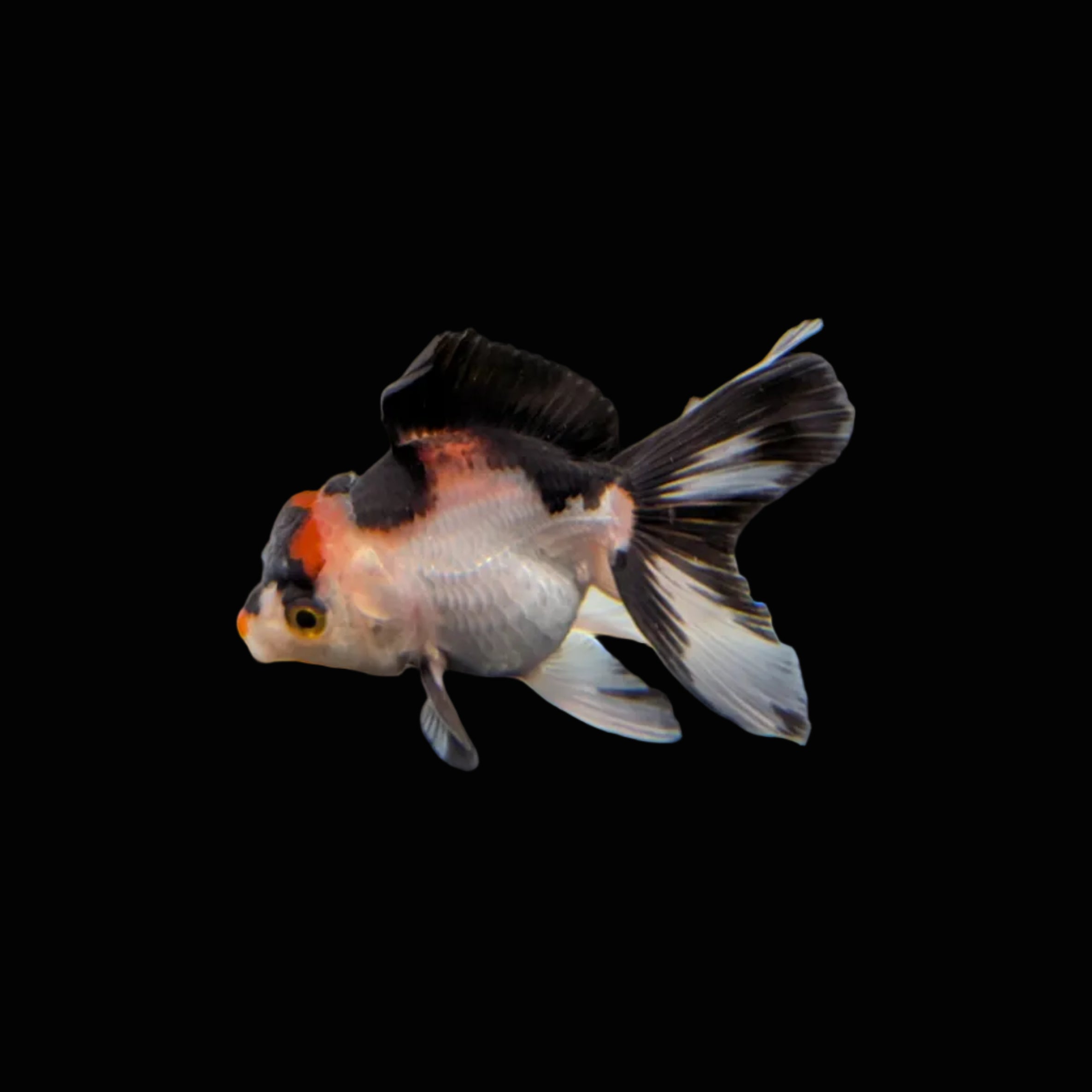 Juvenile Oranda Tricolor 3.5"-4" in.  ID#320T13b-017