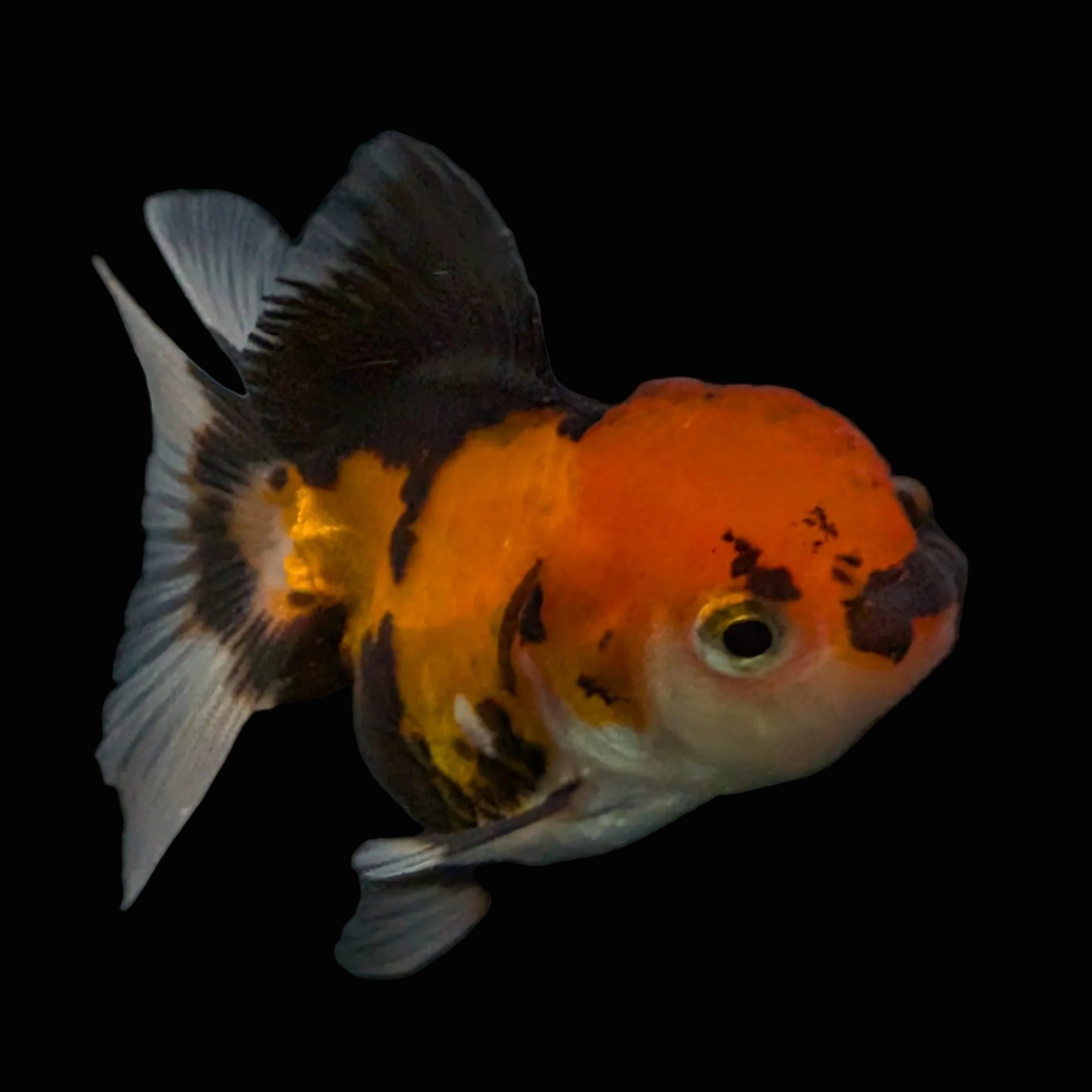 Thai Juvenile Oranda Tricolor 3"-3.5" in.  ID#626T1A-008