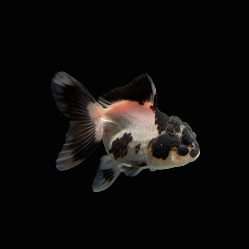 Juvenile Oranda Panda 3.5"-4" in.  ID#320T13b-007
