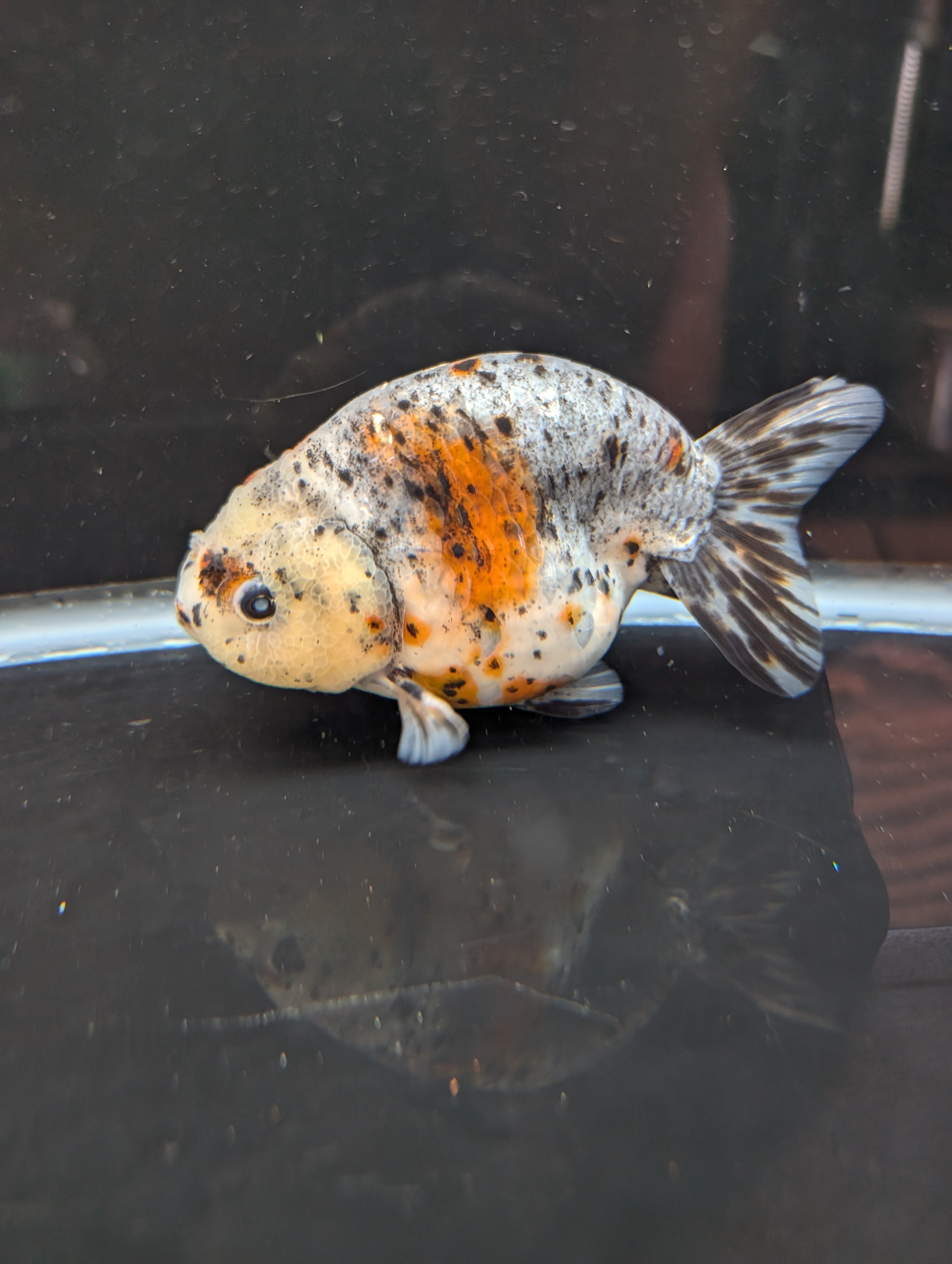 Jumbo Ranchu Kirin Calico 4.5"-5" in. ID#814R8A-025 Please See Notes.