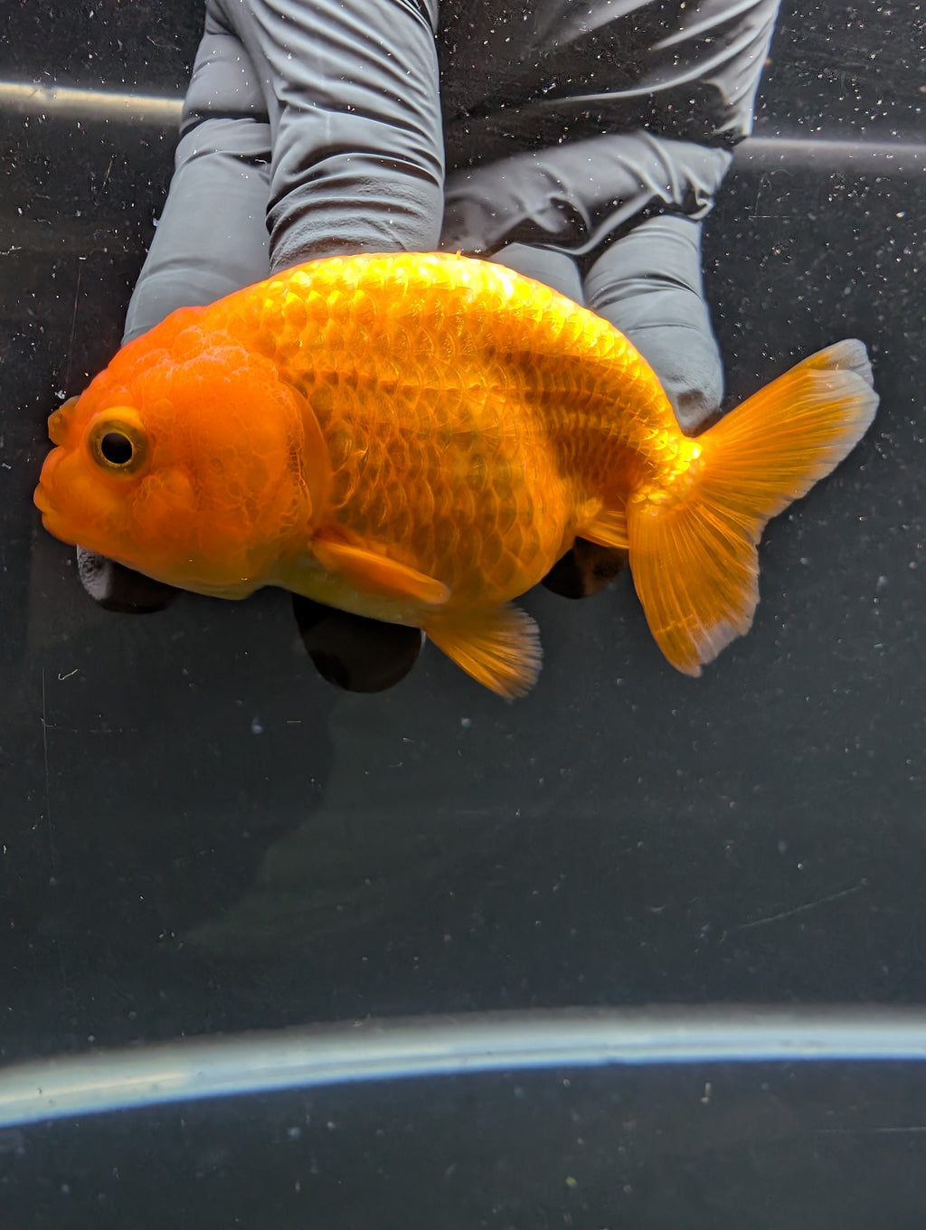Ranchu Red White 3.5"-4"in. ID#828R4A-025