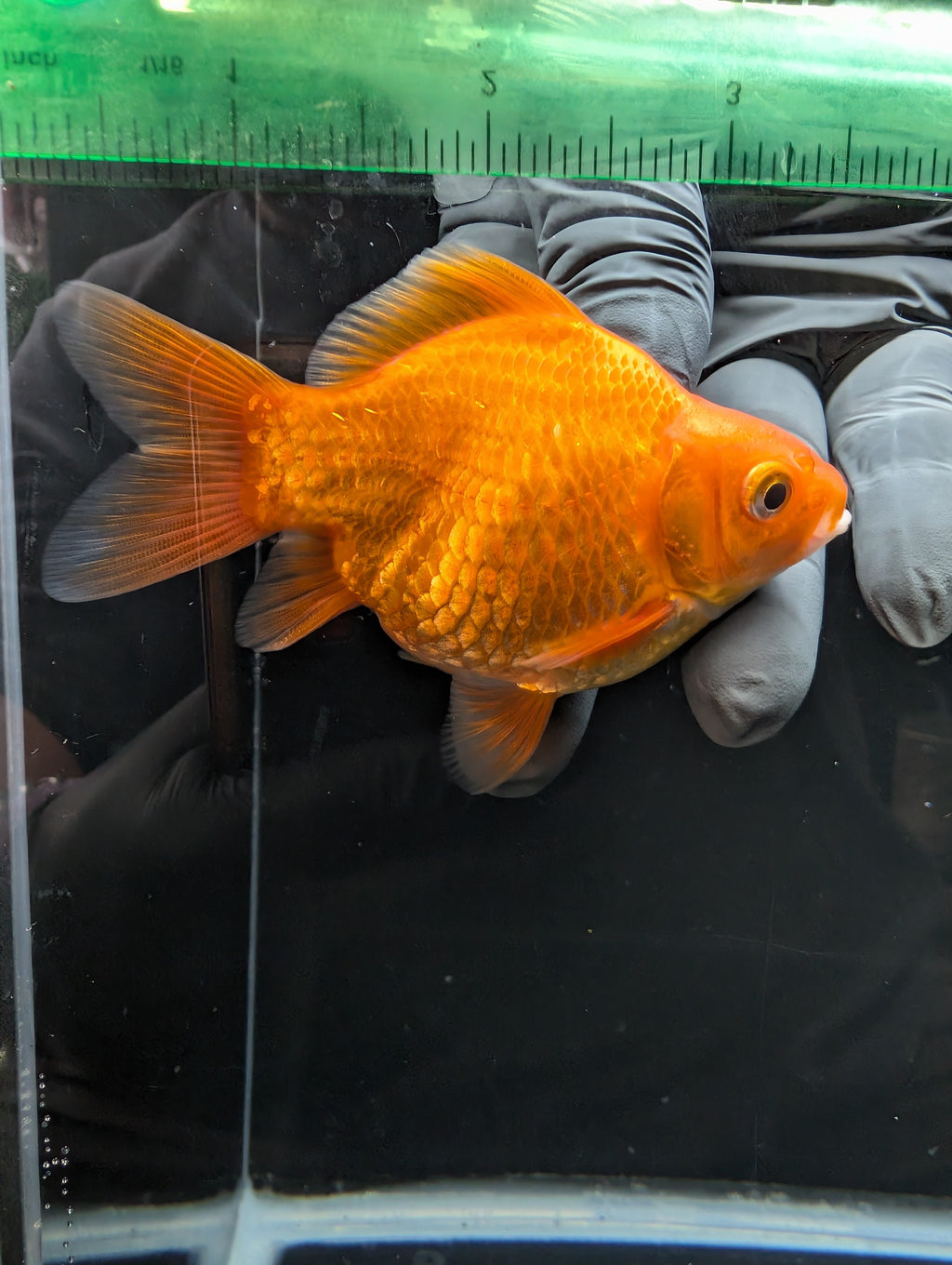 Tamasaba Red White 3.5"in. ID#1023TM1B-030