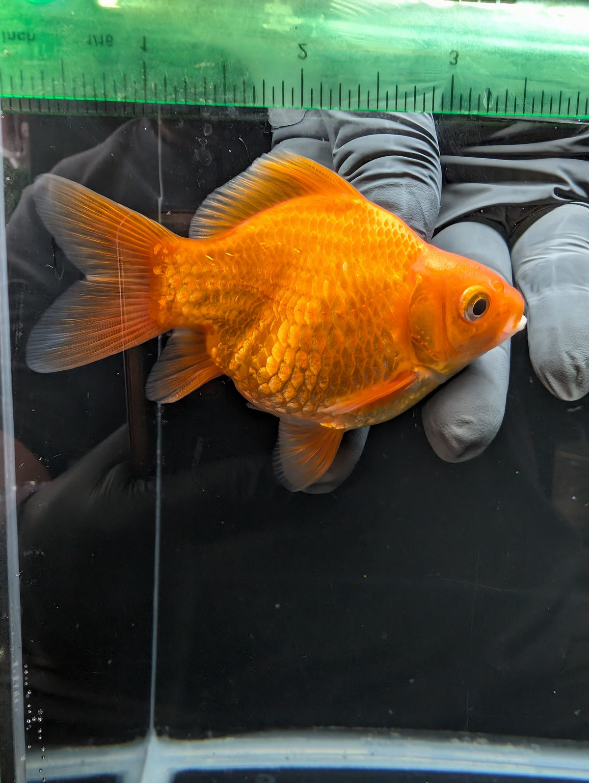 Tamasaba Red White 3.5"in. ID#1023TM1B-030