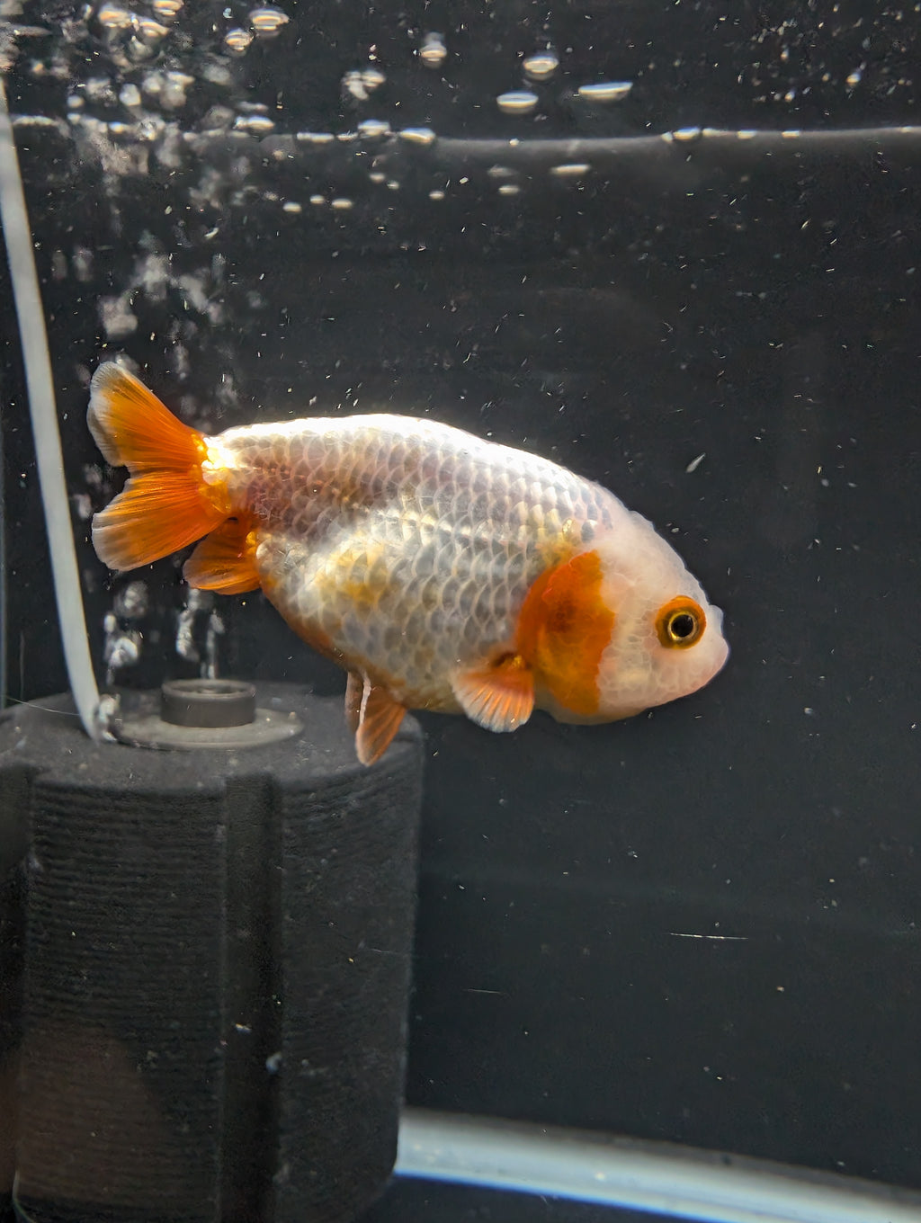 Ranchu Red White 3"-3.5" in. ID#501R13A-022