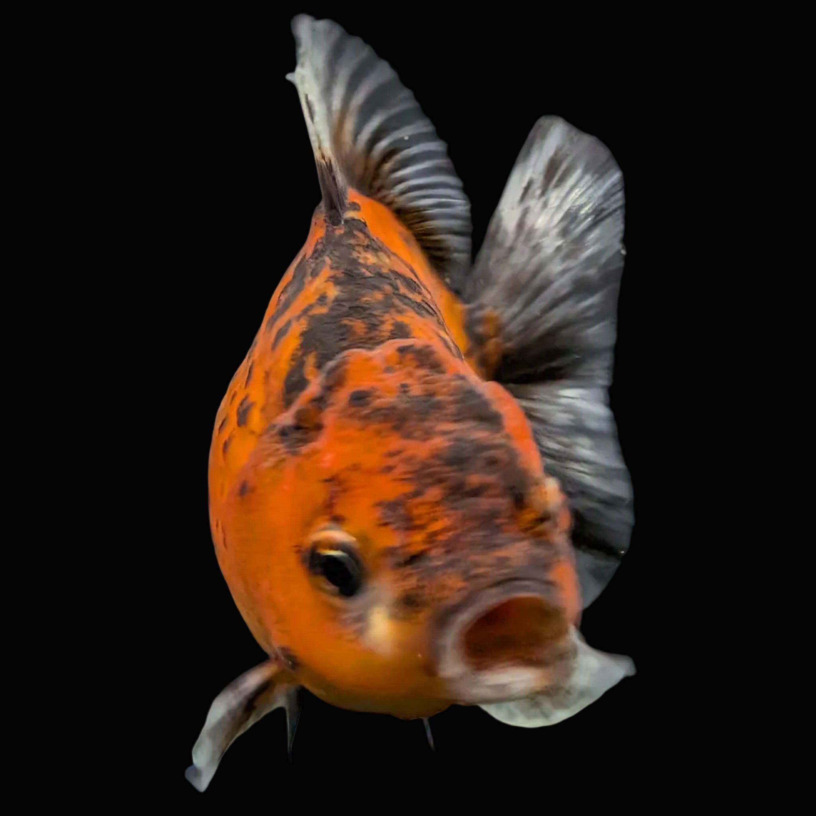 Thai Oranda Shogun Calico 4" in. ID#703SG7A-009