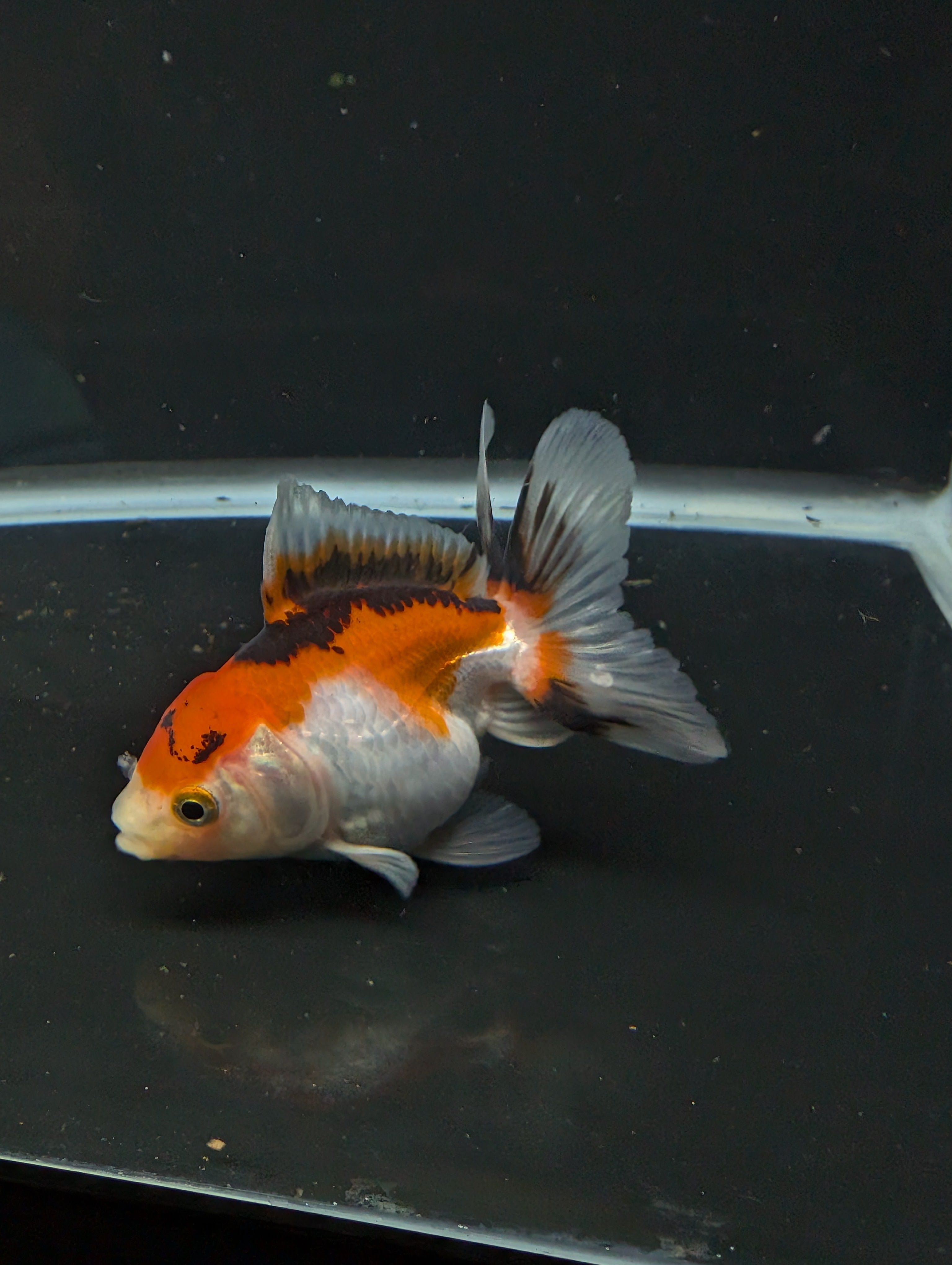 Thai Juvenile Oranda Tricolor 3"-3.5" in.  ID#626T1A-004