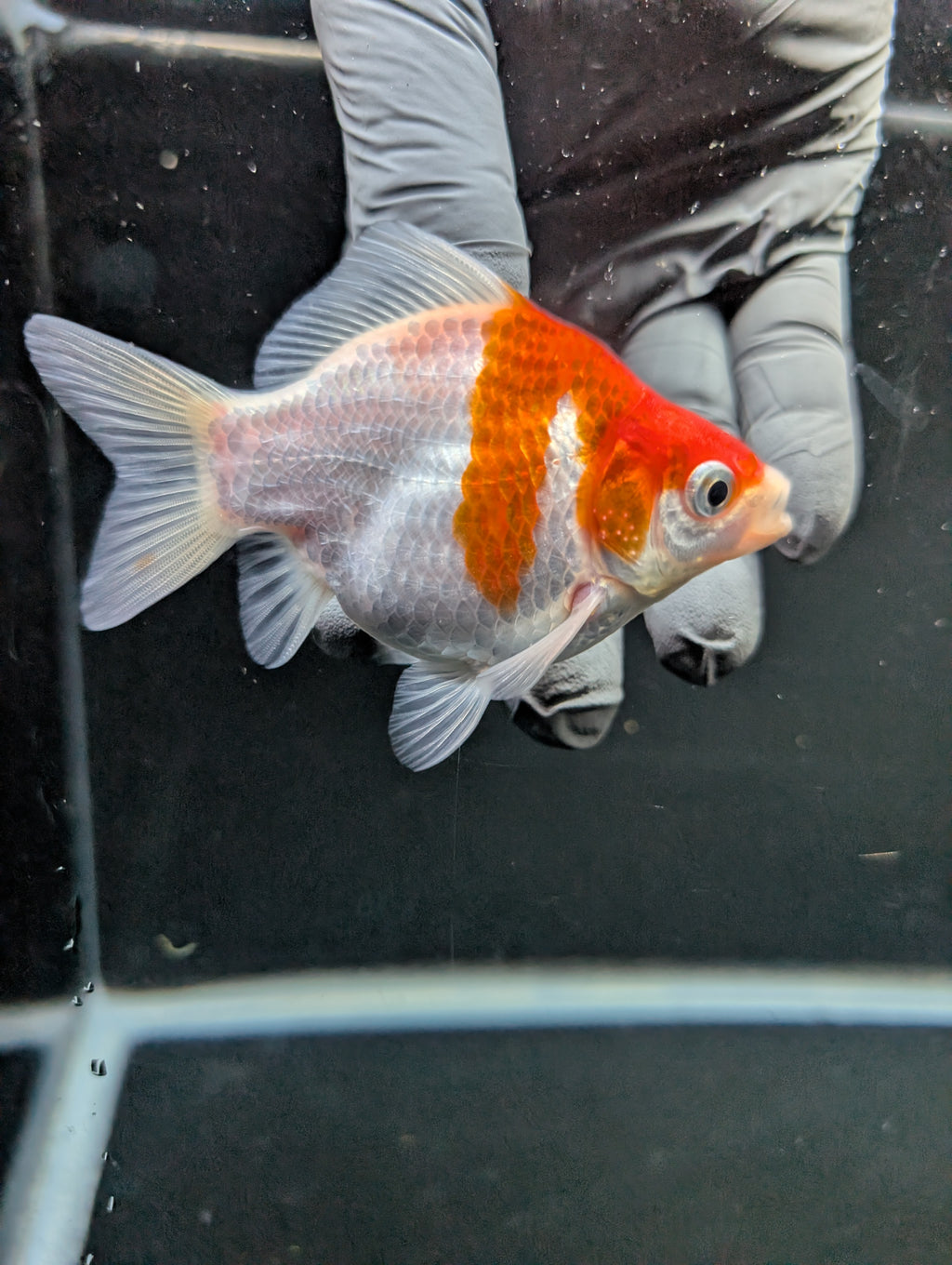 Tamasaba Red White 3"-3.5" in. ID#1009TM1B-008