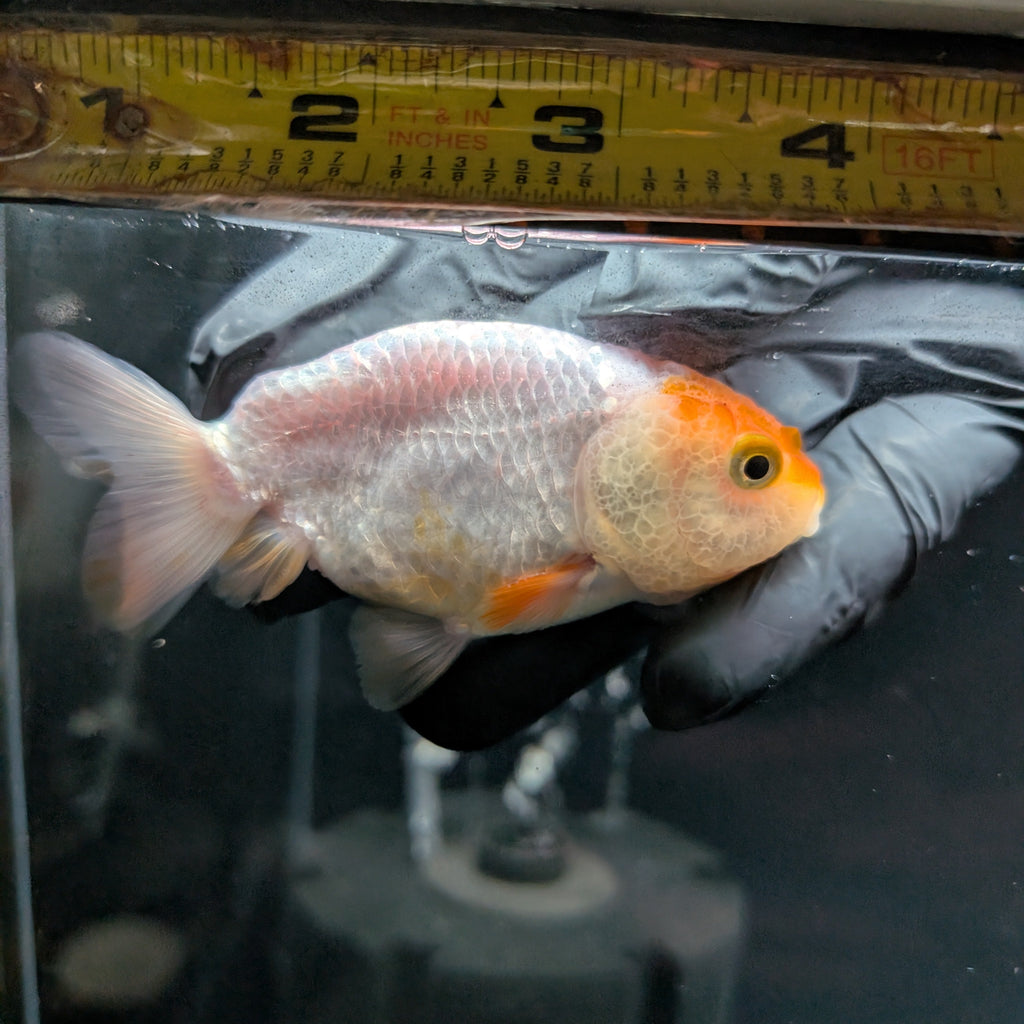 Ranchu Red White 3"-3.5" in. ID#501R13A-024