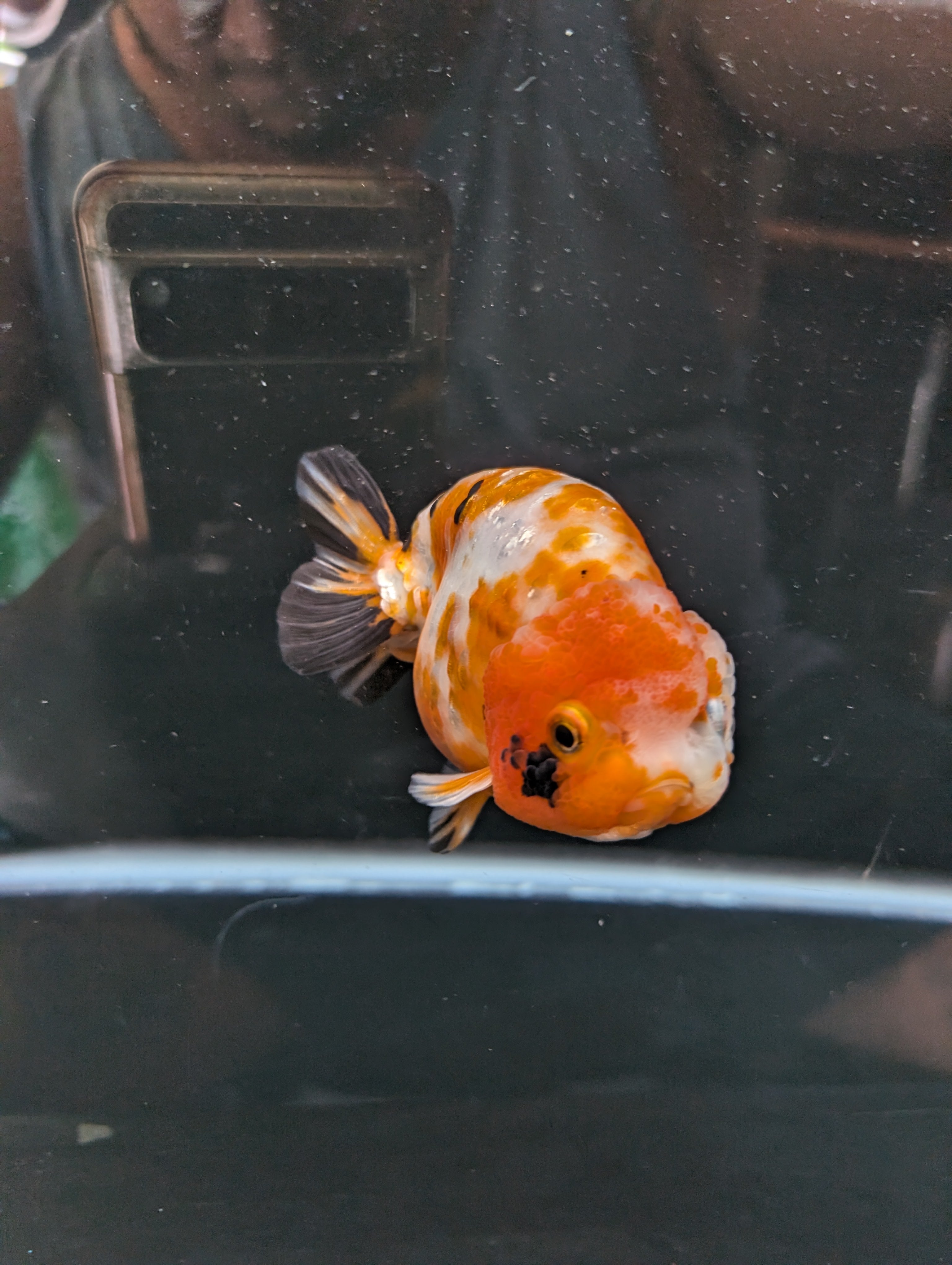 Jumbo Ranchu Sakura Calico 4.5"-5" in. ID#814R8A-026