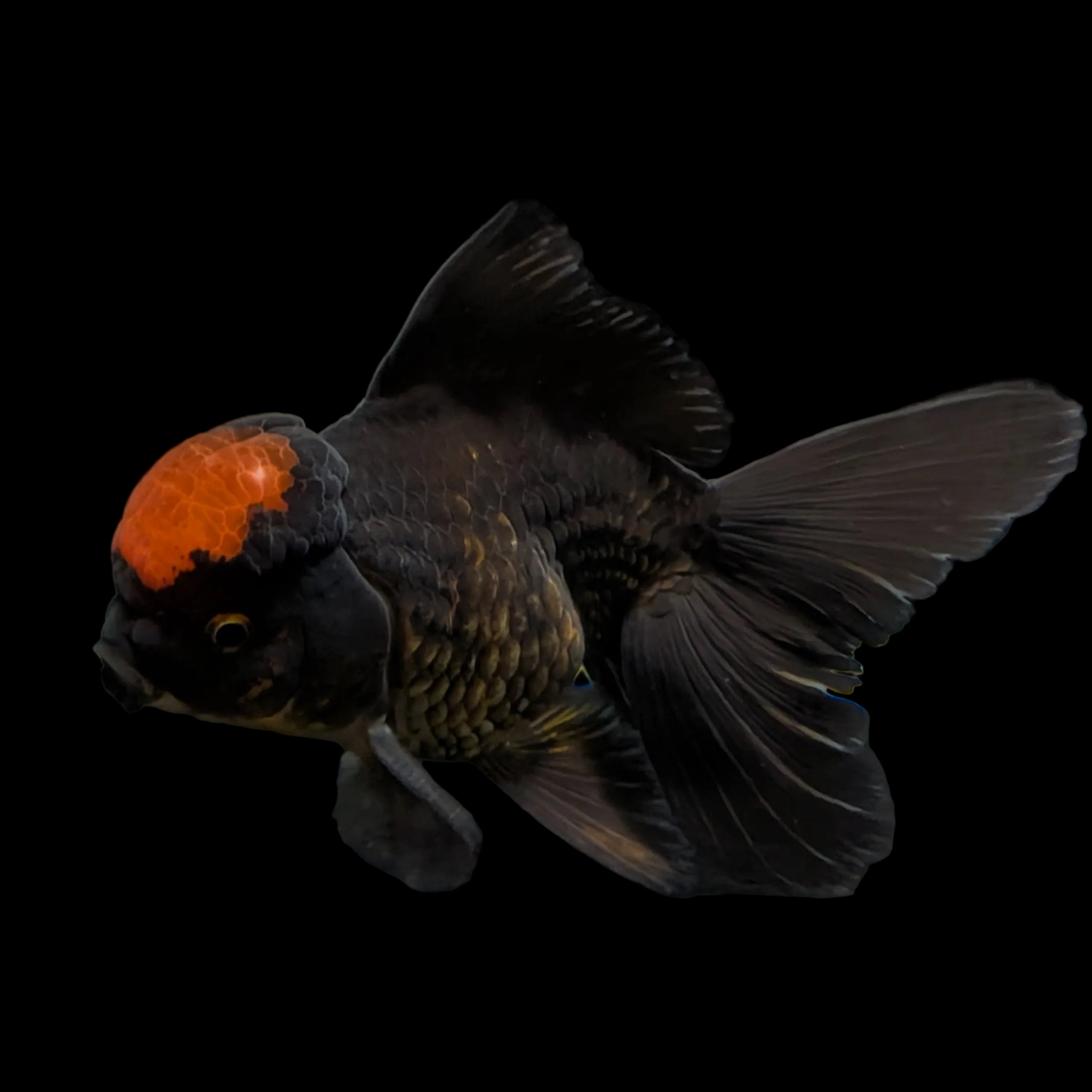 Oranda Red Black 4"-4.5" in. ID#3135A-03